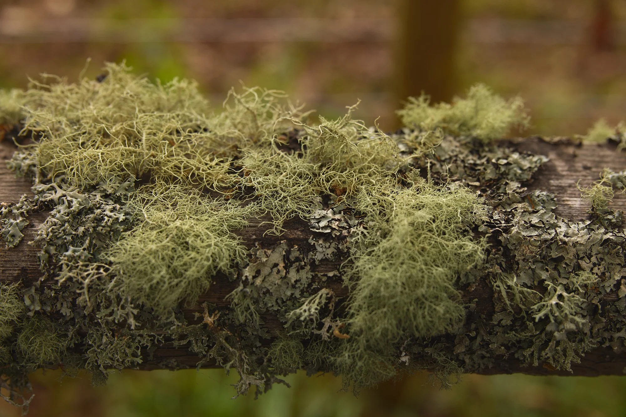 USNEA LICHEN