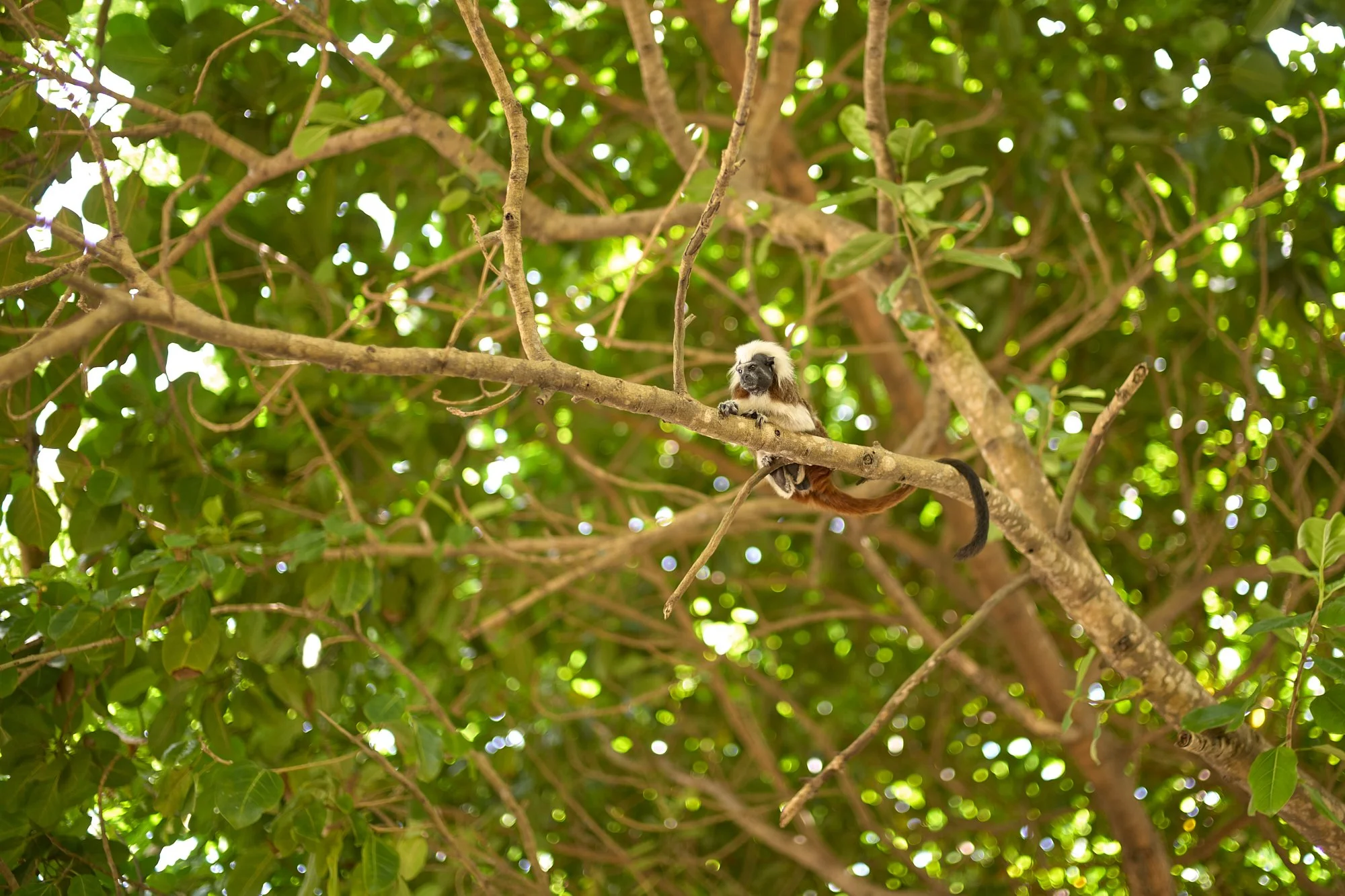 TAMARIN IN THE CANOPY