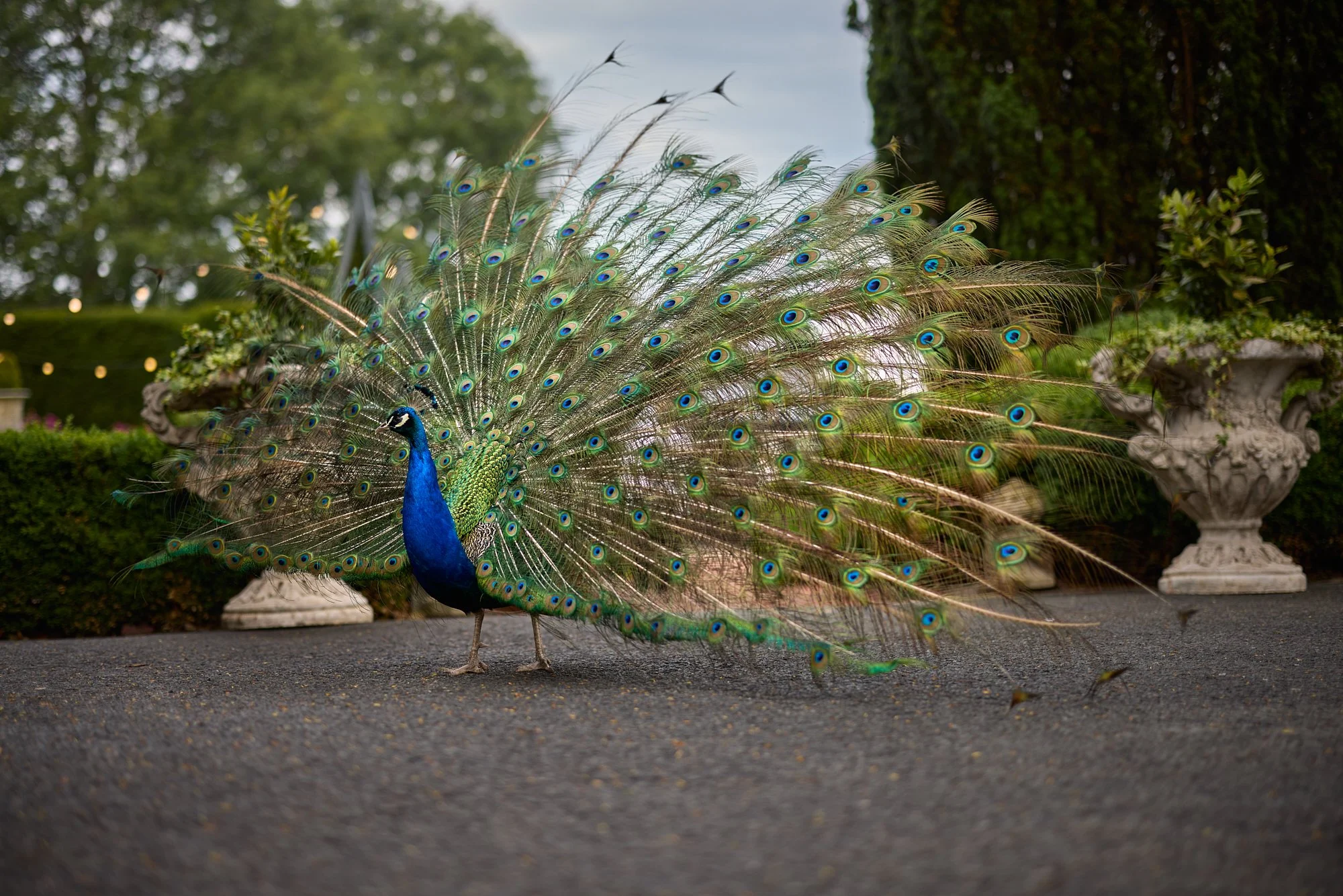 PEACOCK FANFARE