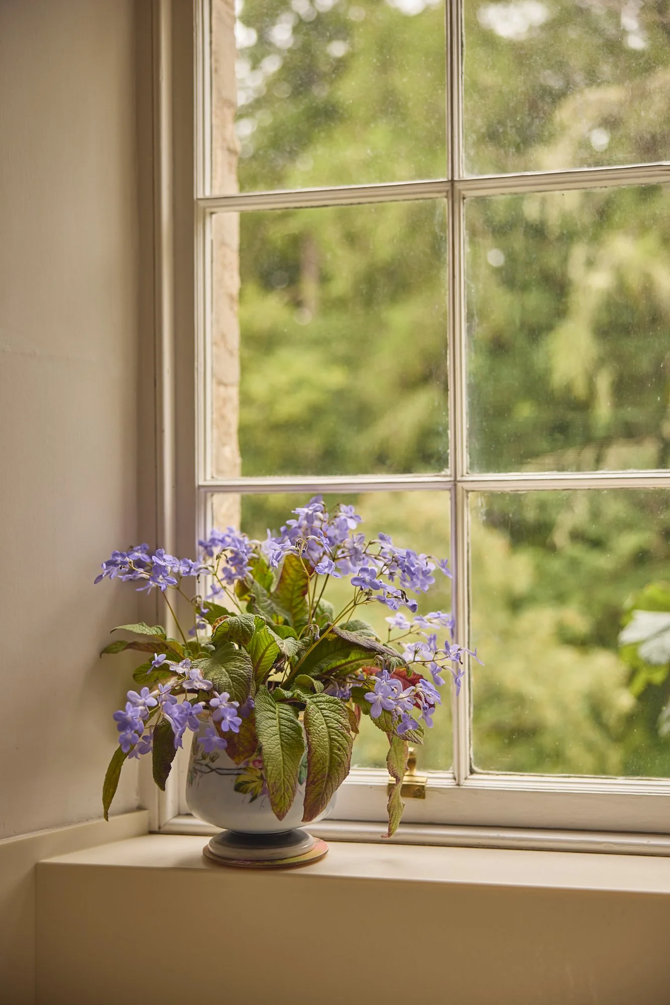 DYNASTIC VIOLET WINDOW