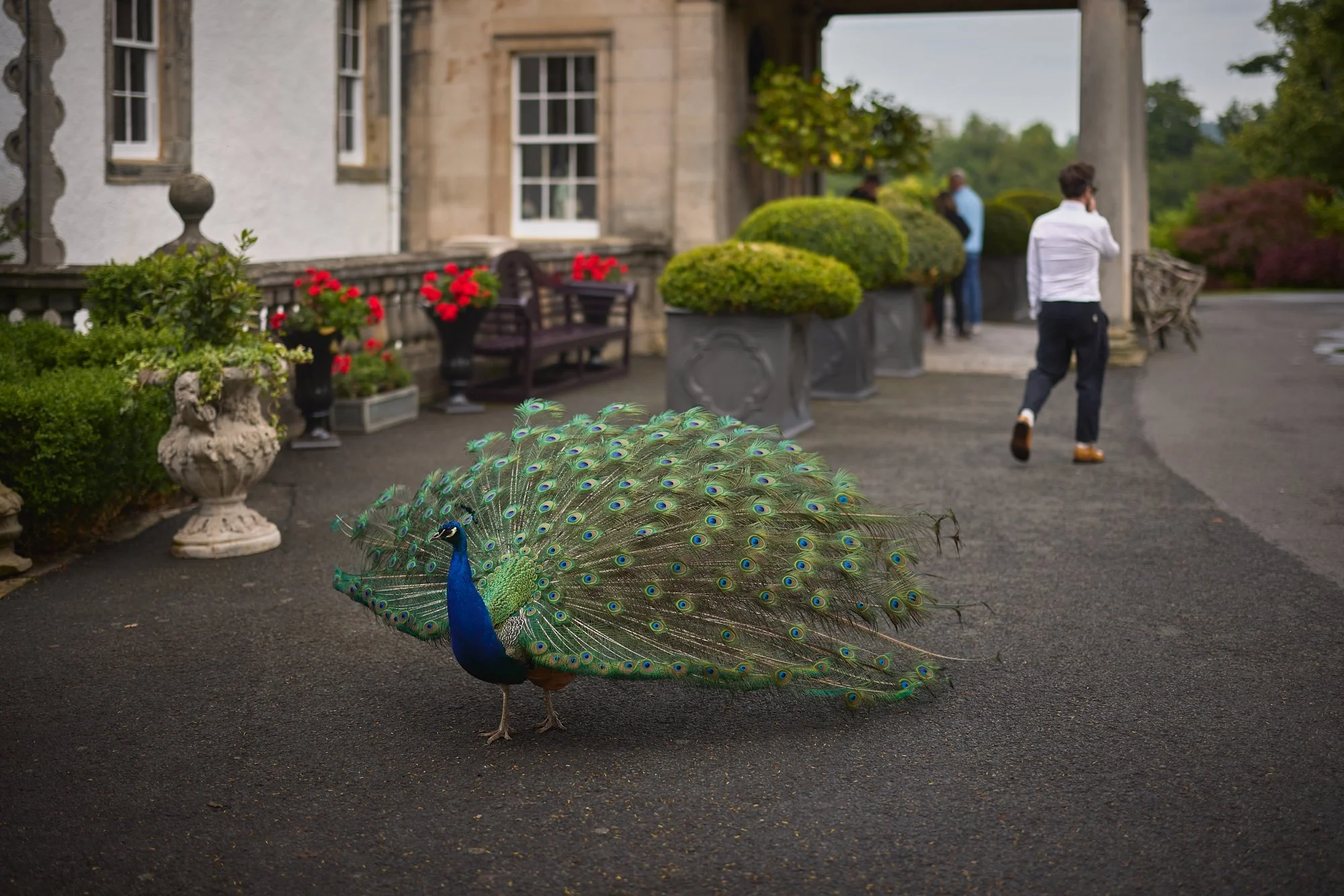 PEACOCK PROMENADE