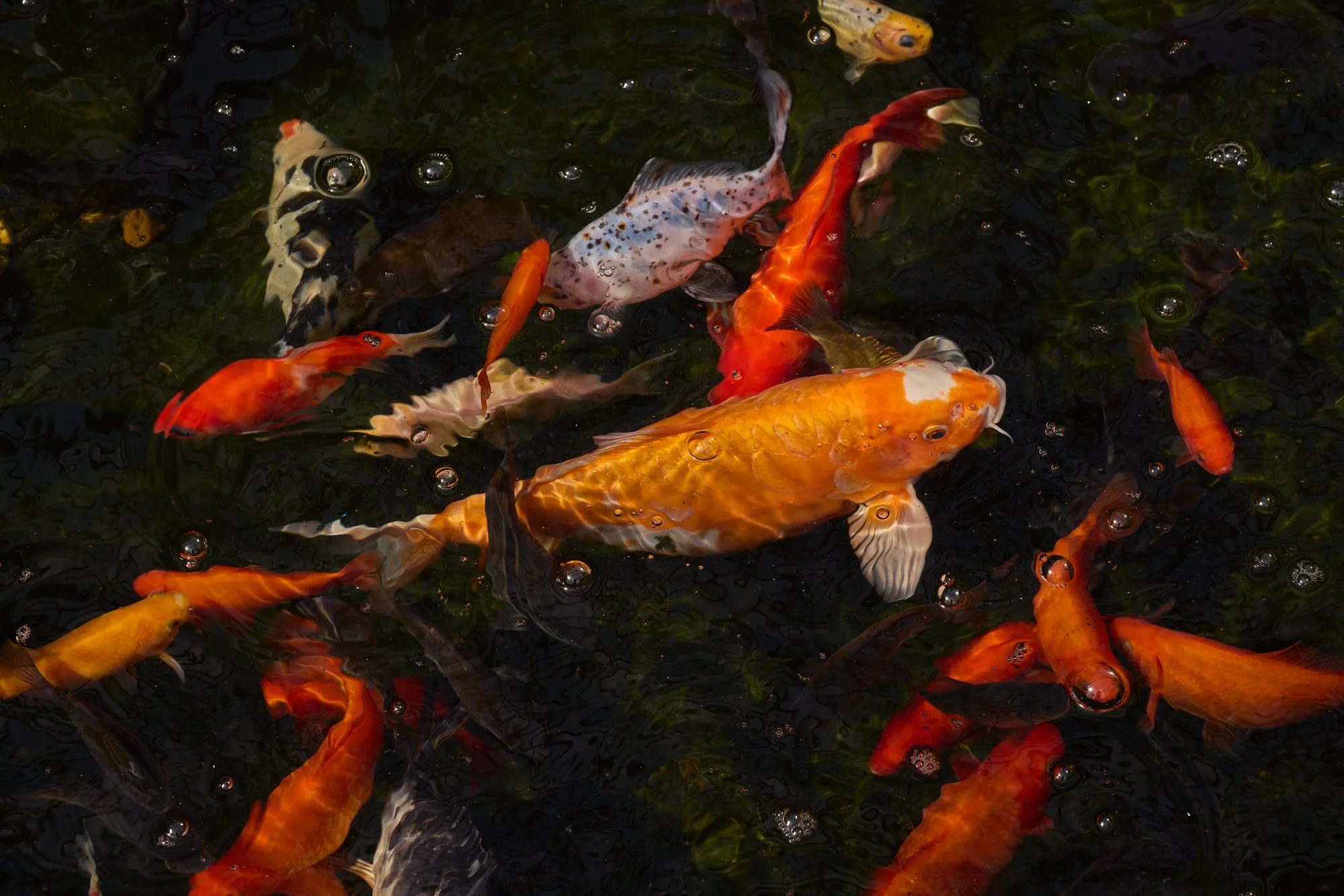 KOI IN DARK WATER