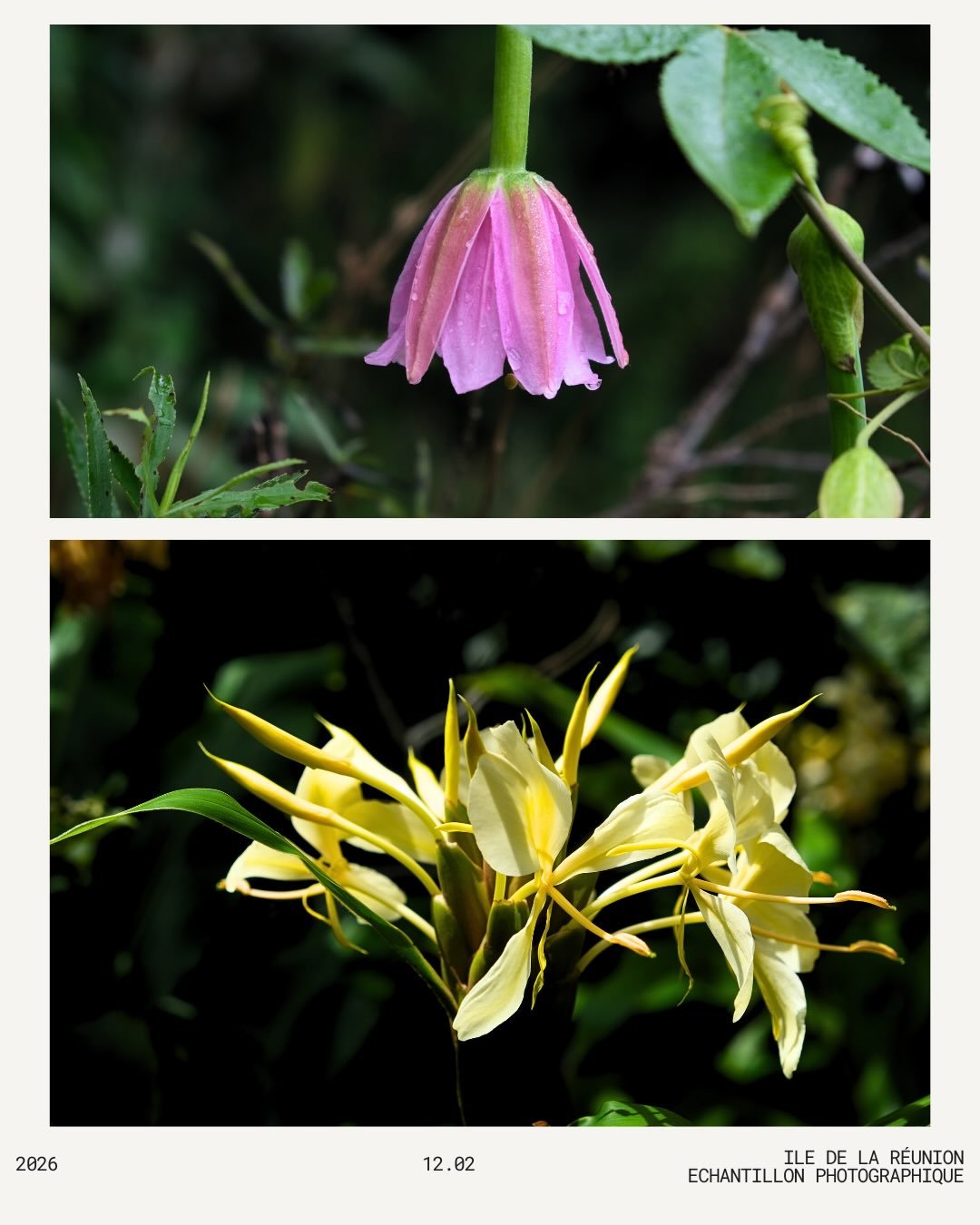 T&eacute;l&eacute;portation au soleil 🌞 
La suite des merveilles de l&rsquo;&icirc;le intense.