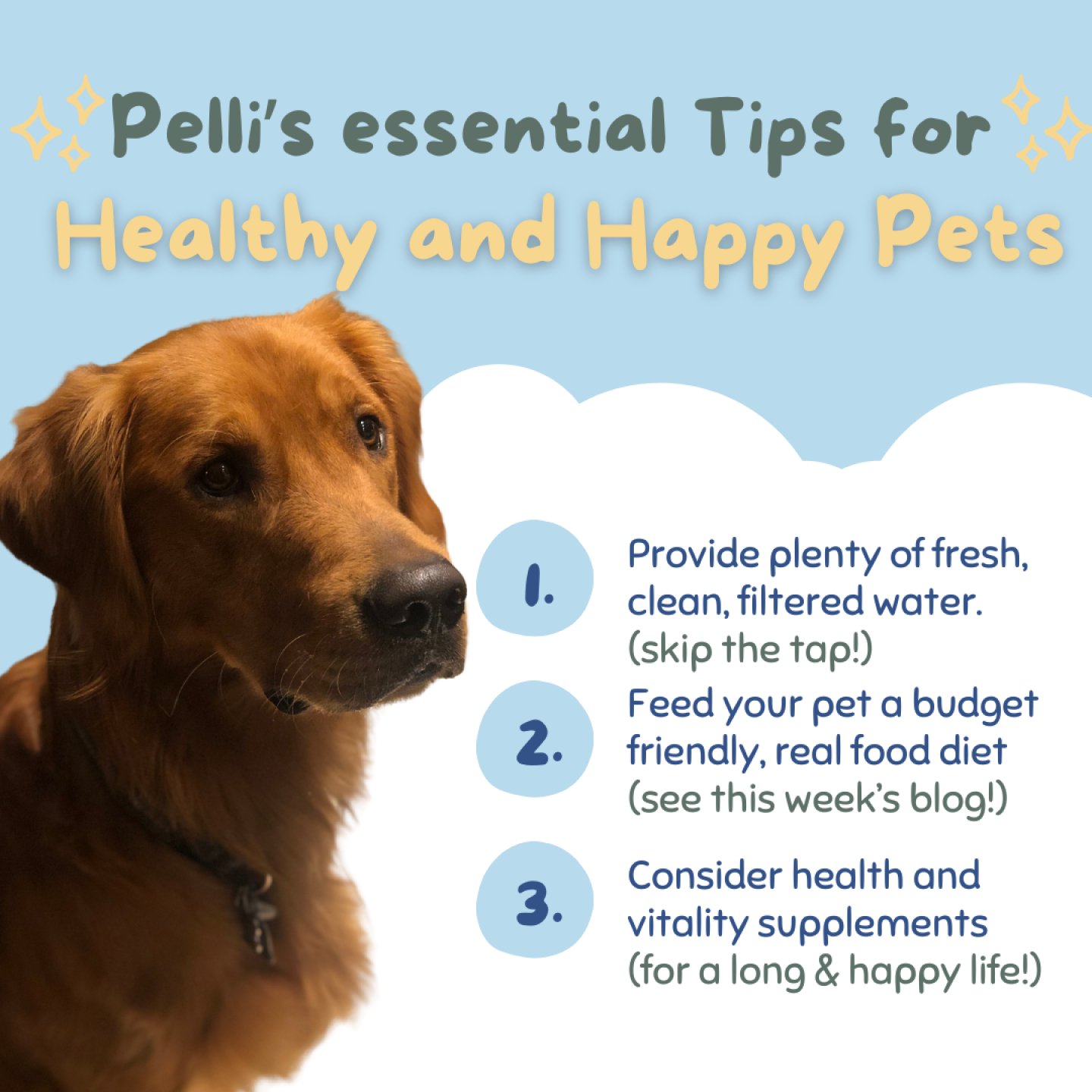 As pet owners, we all strive to give our furry friends the best life possible. This week&rsquo;s blog dives deep into the essentials of pet wellness, focusing on how you can help your beloved companion live a longer, healthier, and happier life. 🐾✨ 