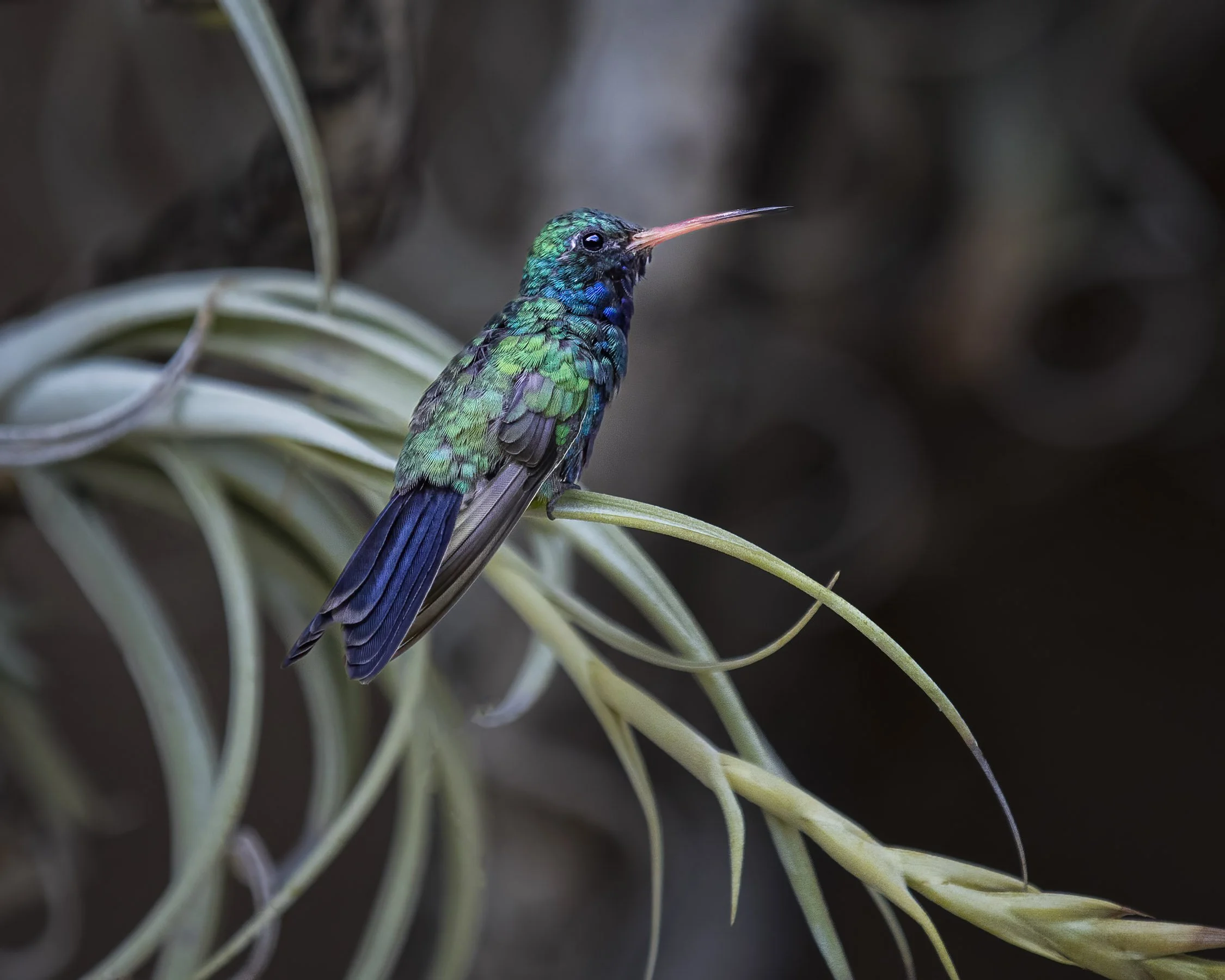 Perched