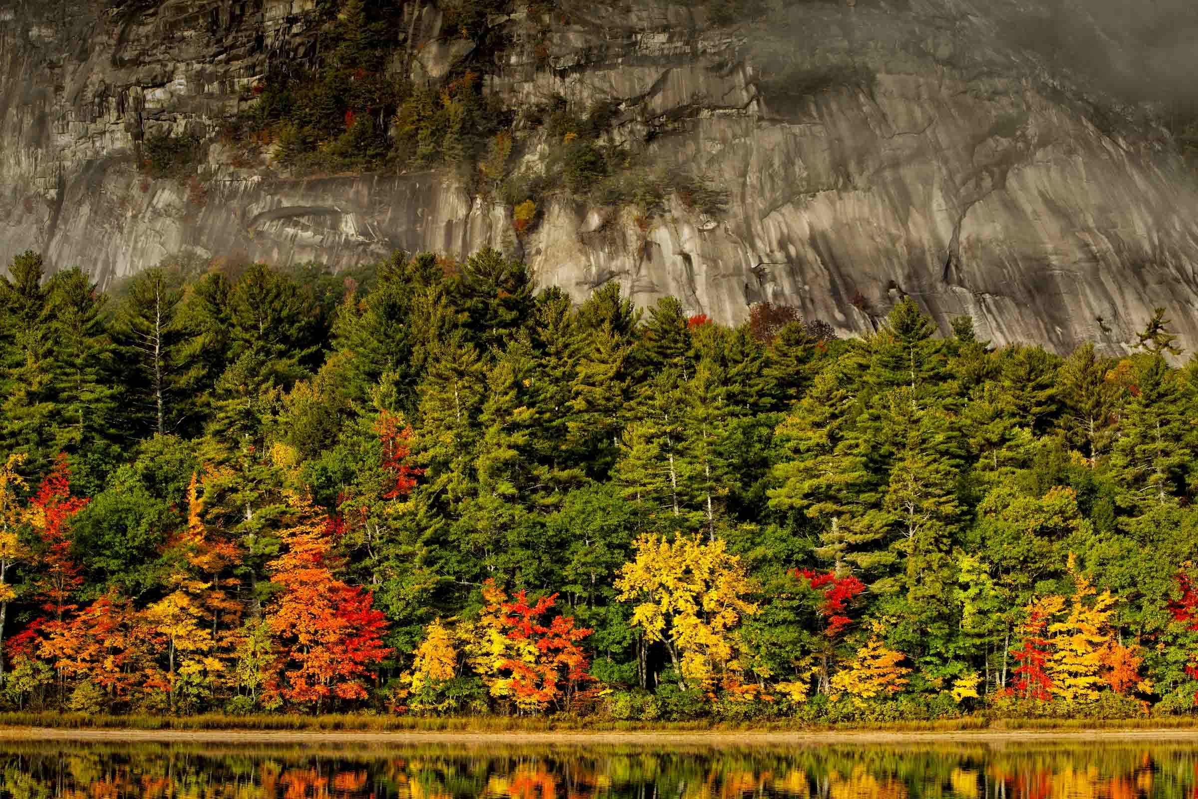 Tree Lined Lake