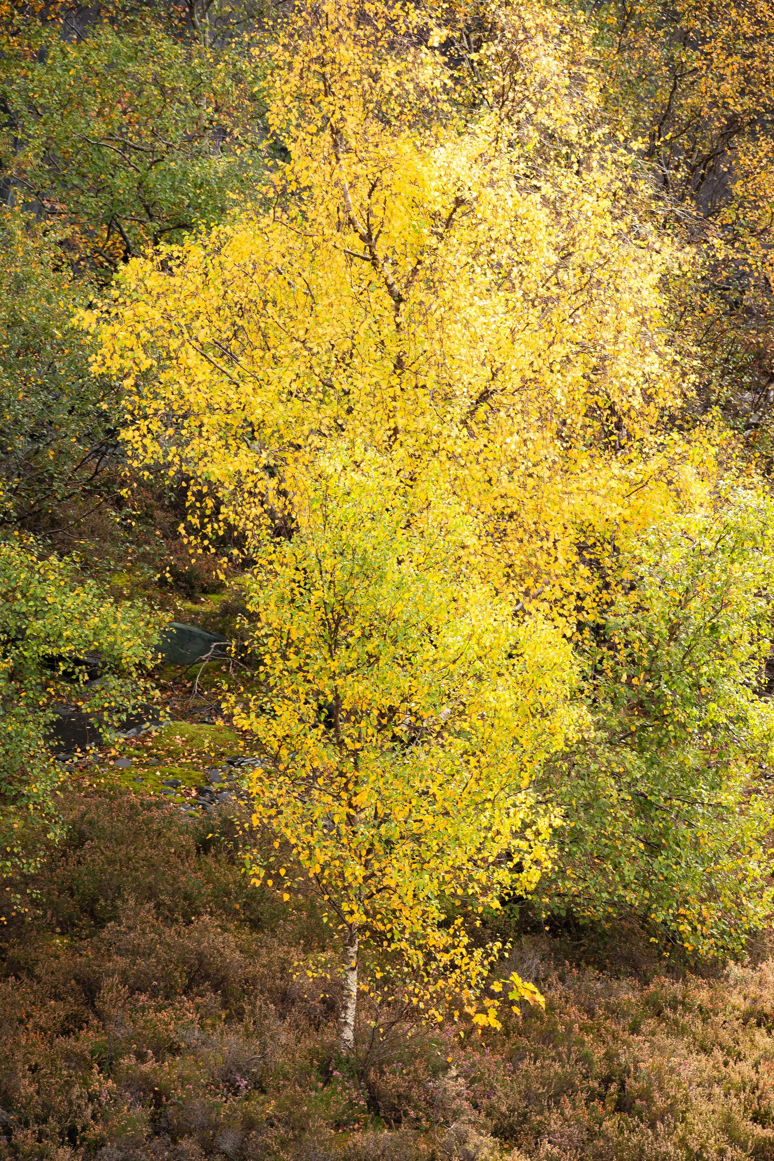 The Quiet Flame Of Dinorwiq