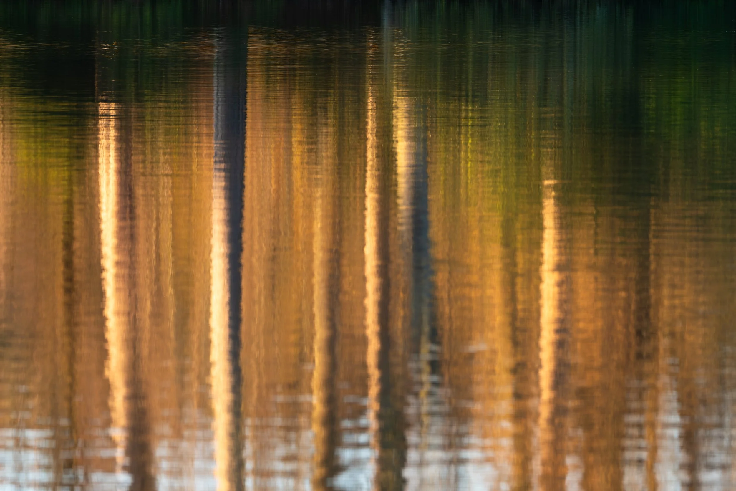 The Canvas Beneath the Trees