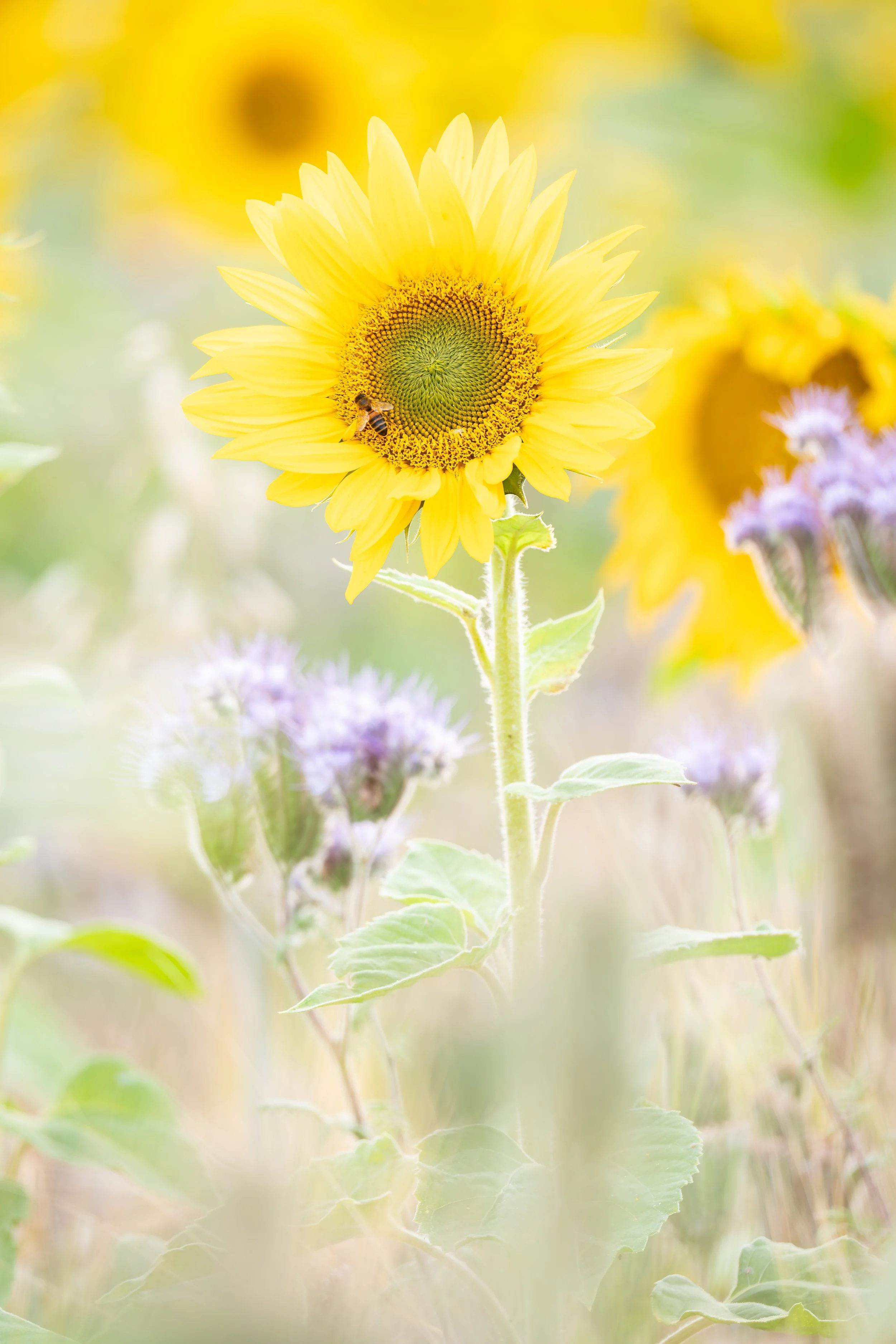 The Sunflower's Guest