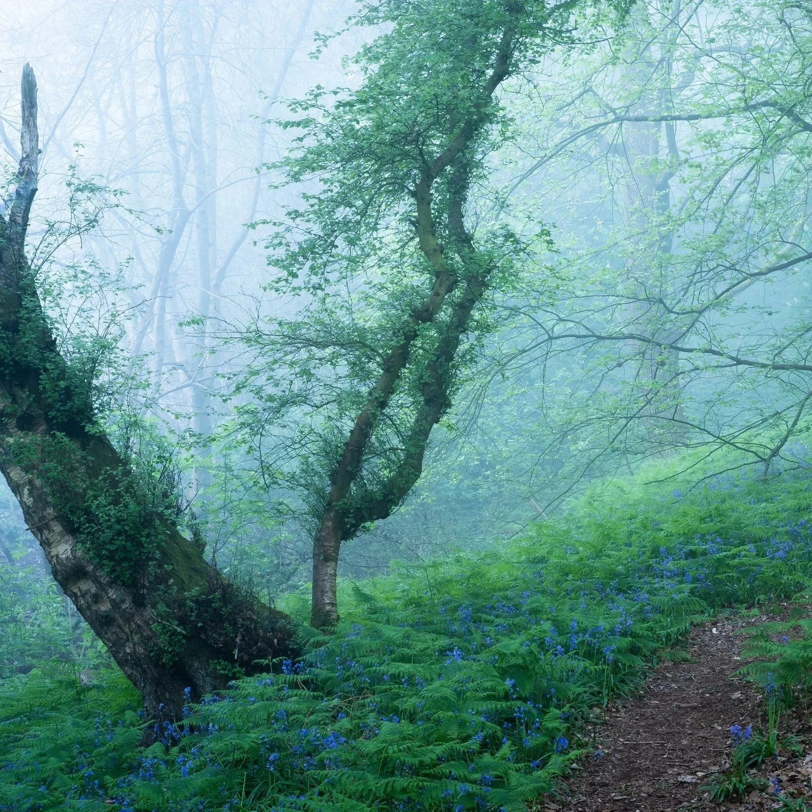 The Spring Collection