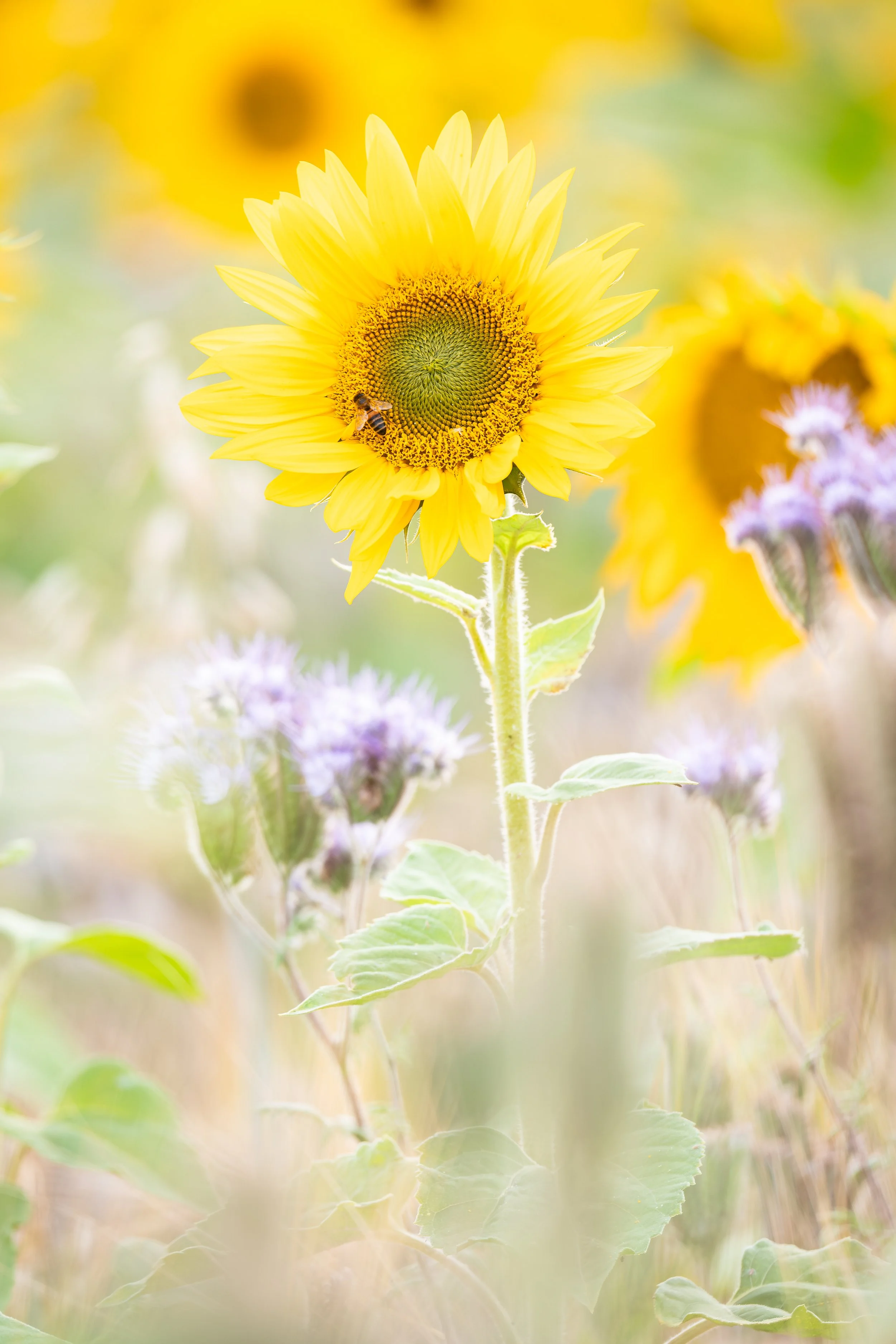 The Sunflower's Guest