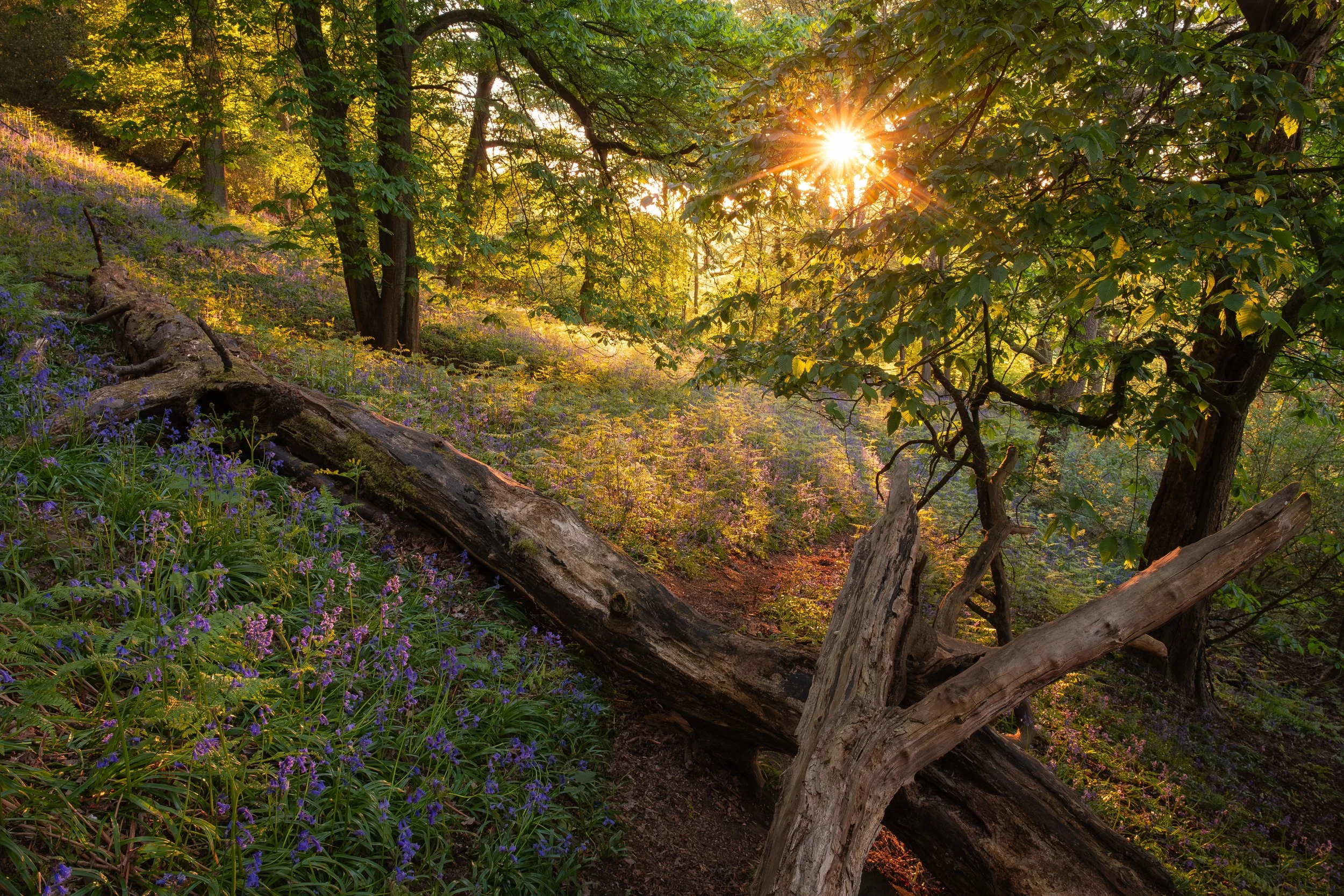 The Last of the Elder Trees.jpg