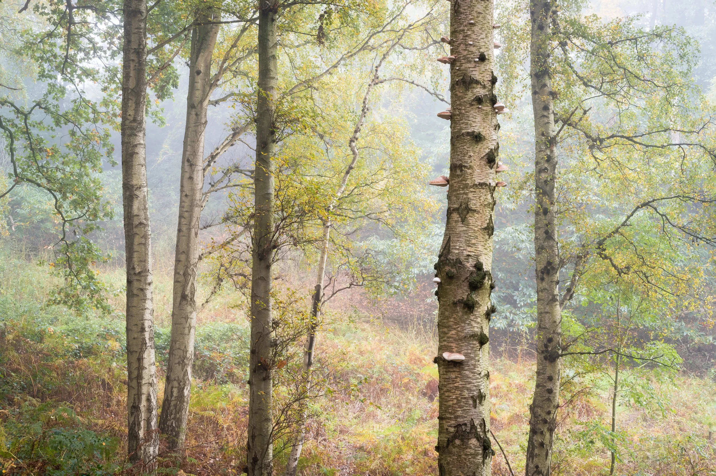 Where The Mushrooms Climb