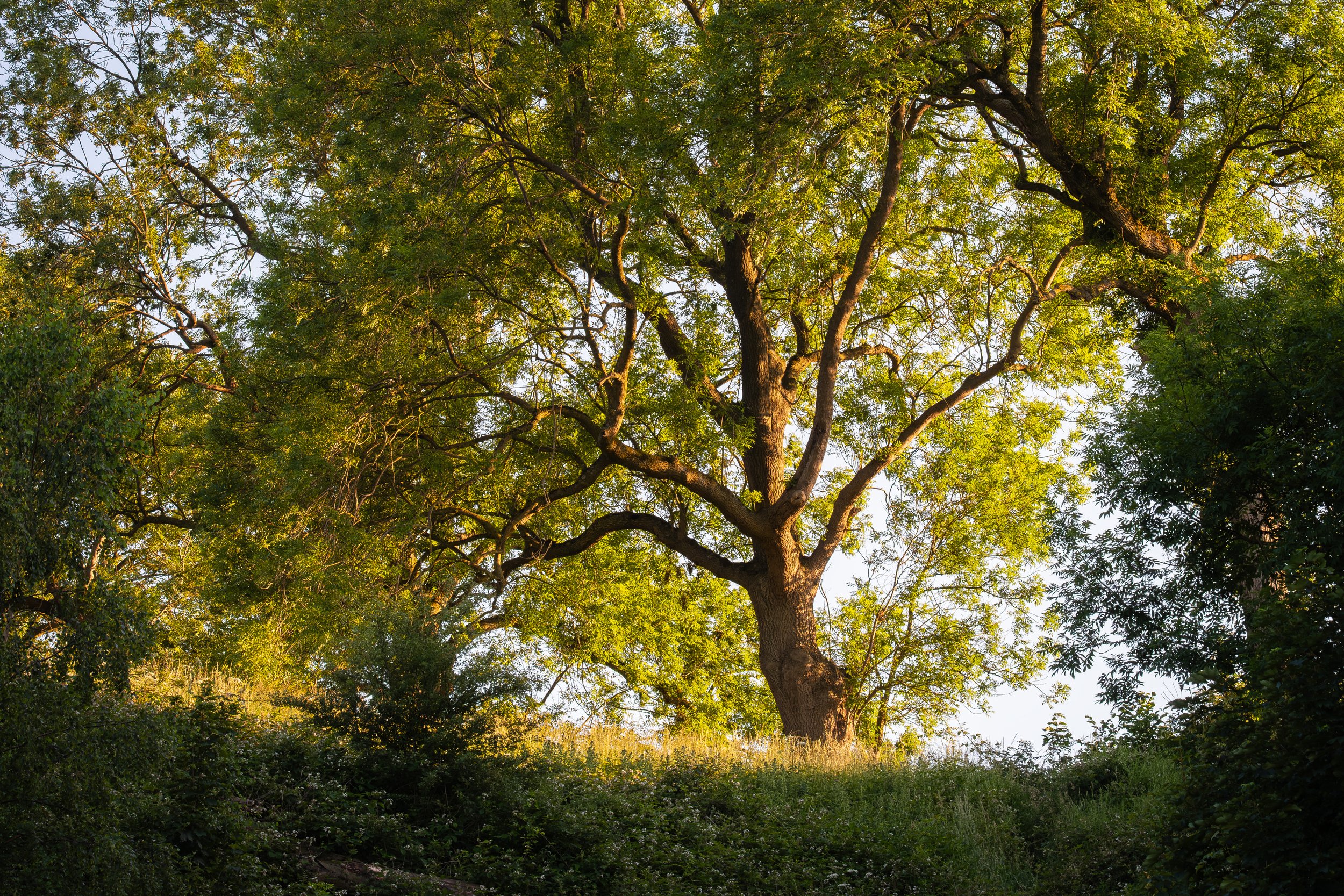 The Last Of The Light On The Hill
