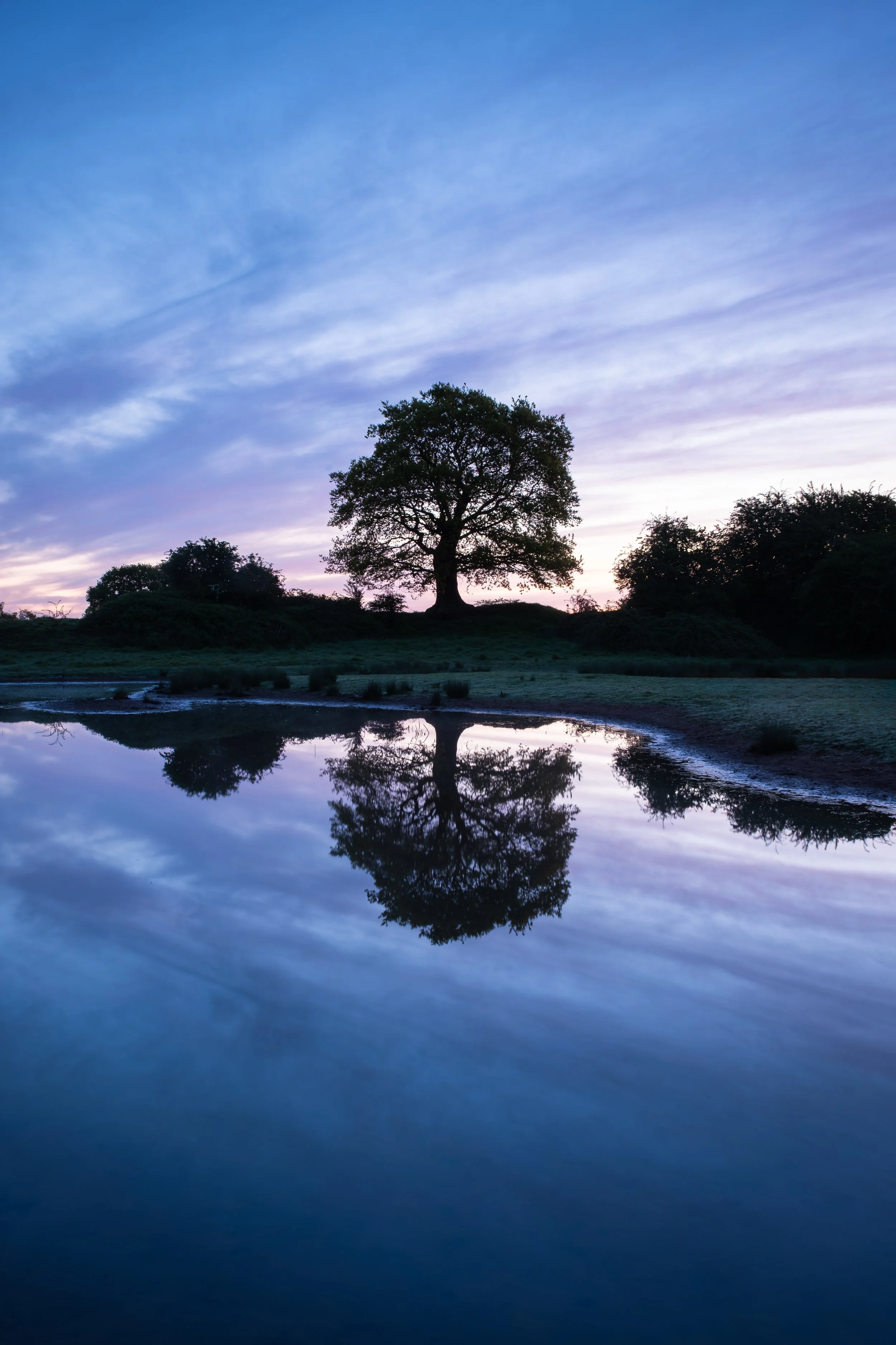 A Tree Between Two Worlds.jpg