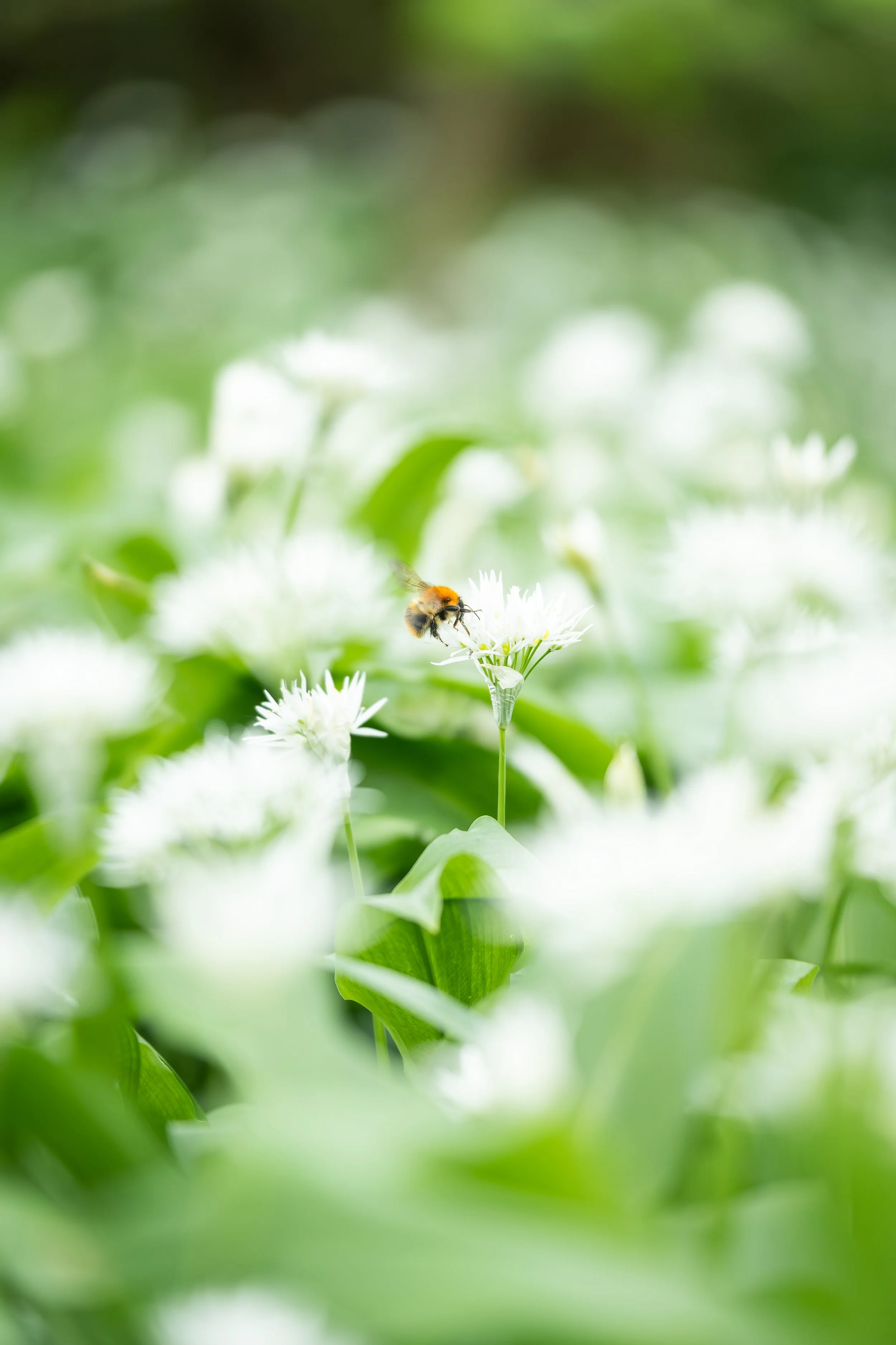 Among Wild Garlic.jpg