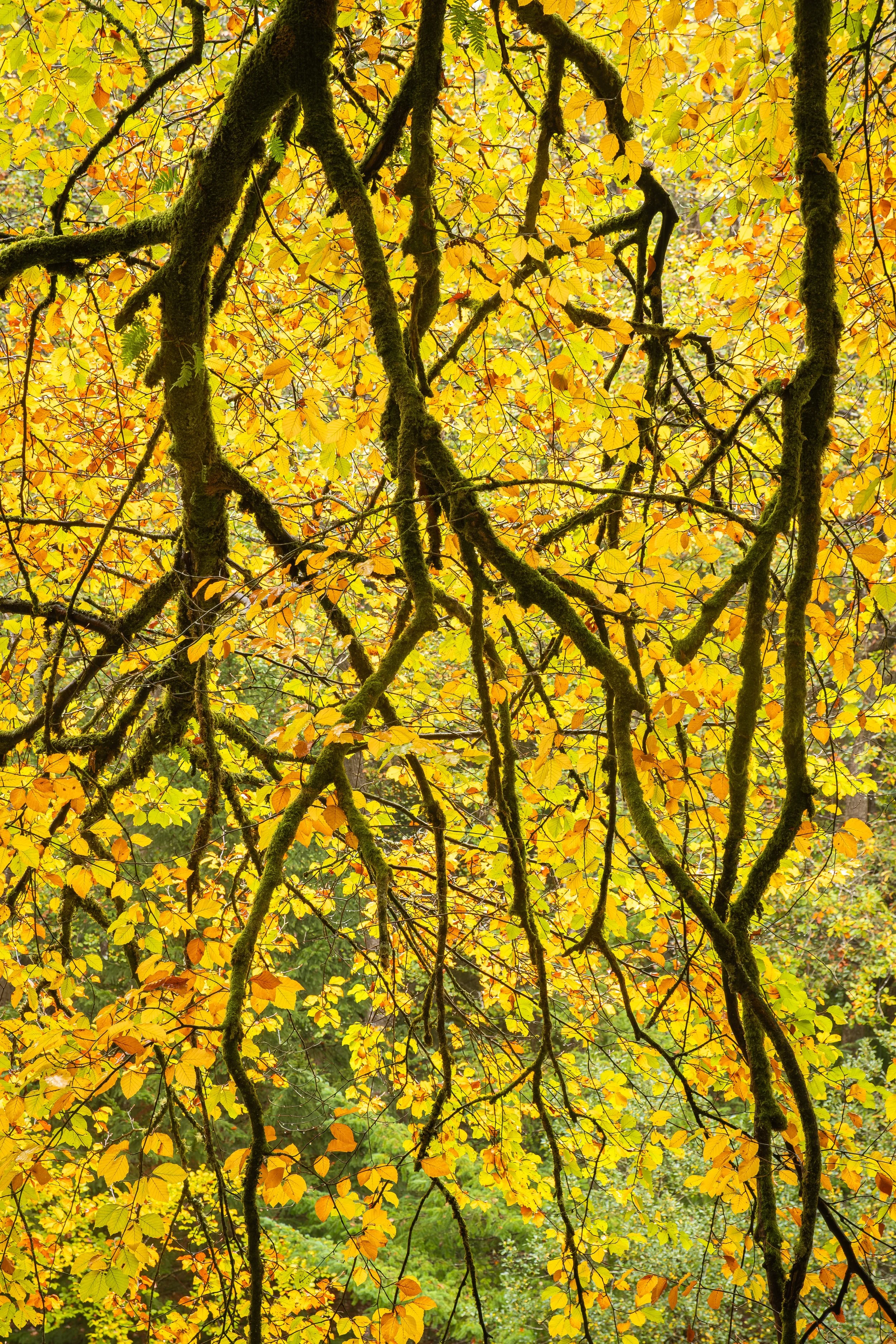 Where Autumn Weaves Its Web.jpg