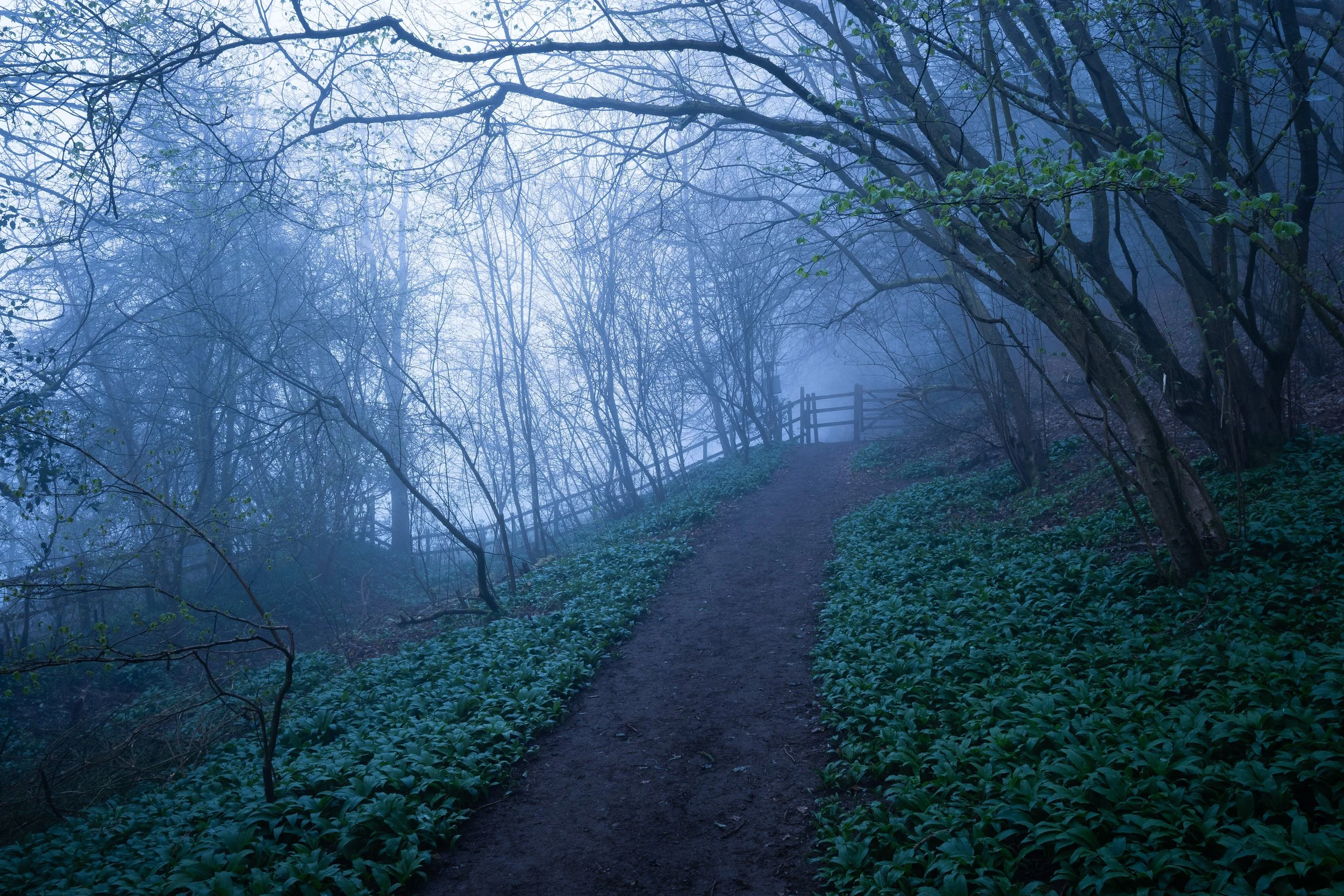 Through the Garlic Rise