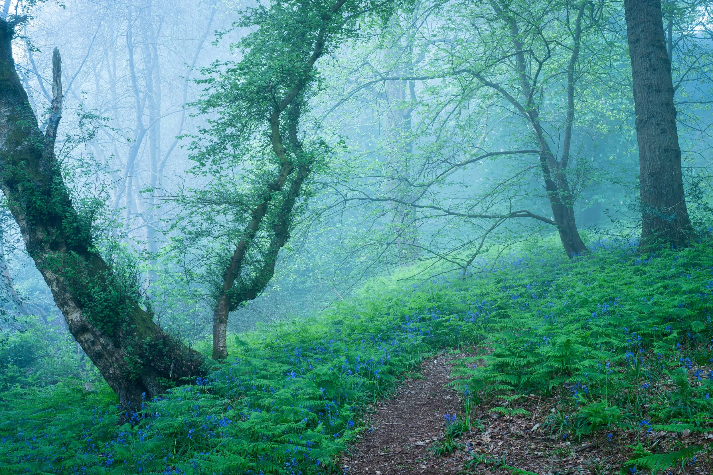 Between Fog And Fern