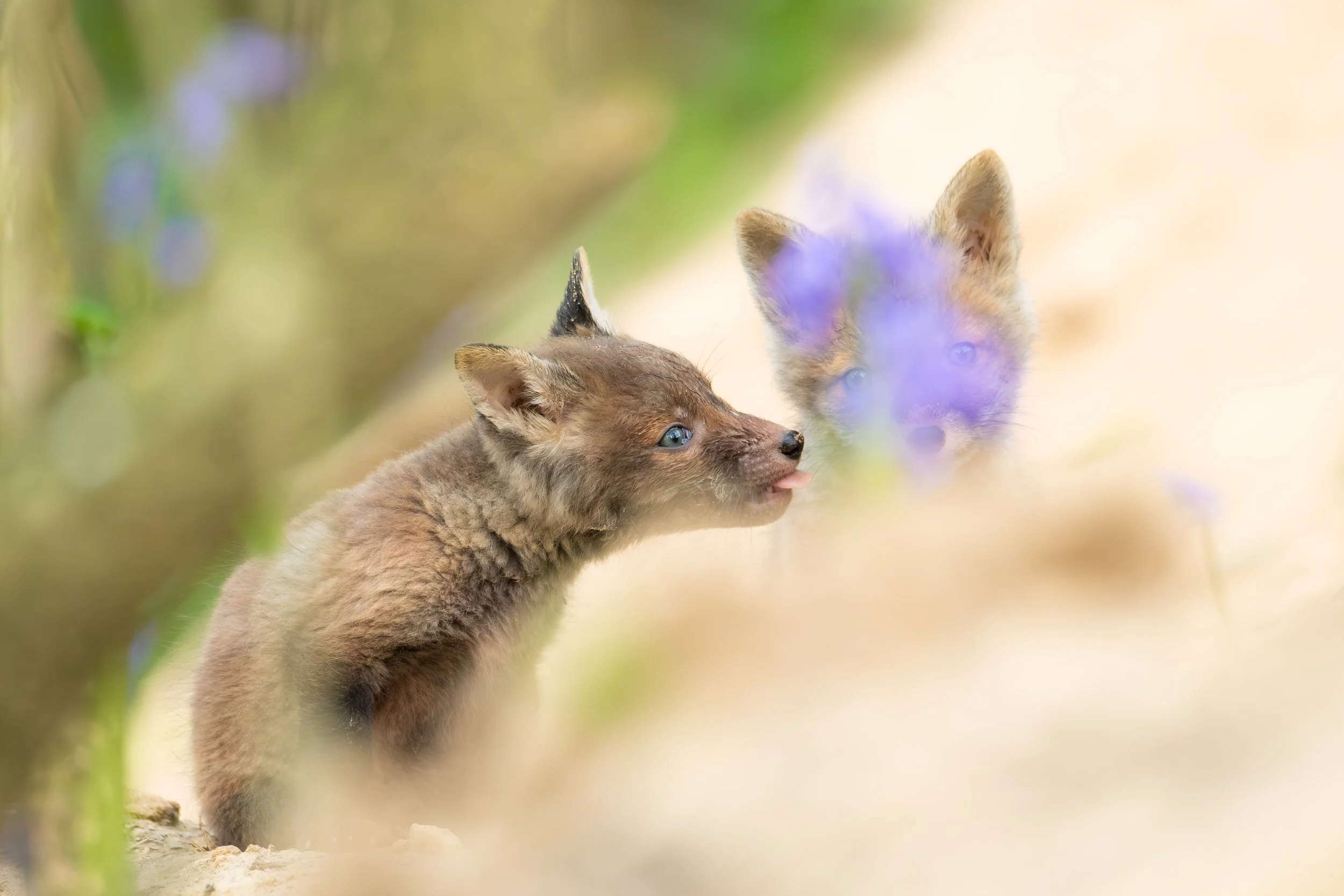 Wild Beginnings, Together