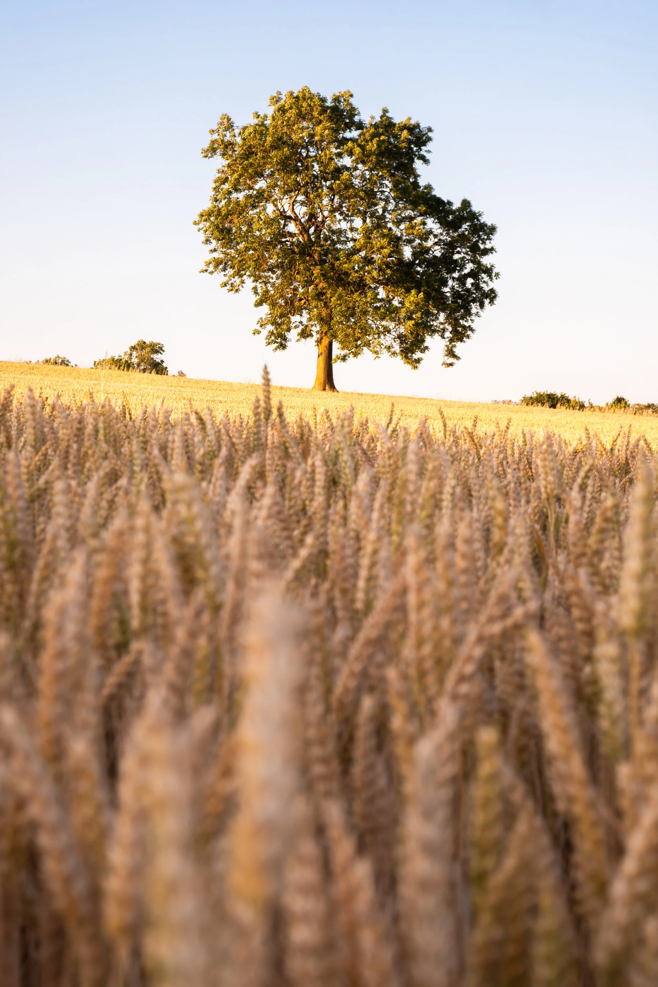 Golden Hour Guardian.jpg