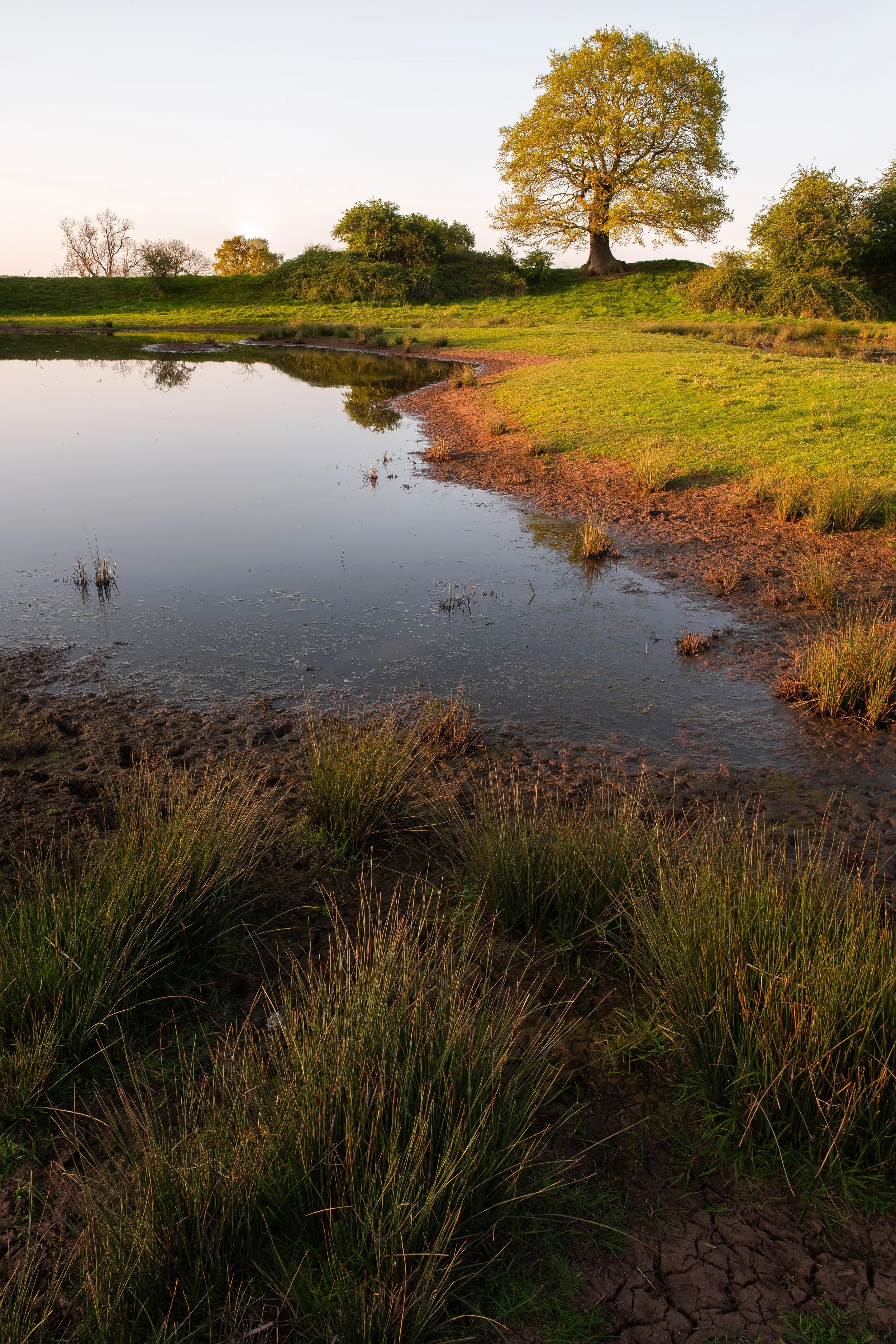 Roots And Reflection
