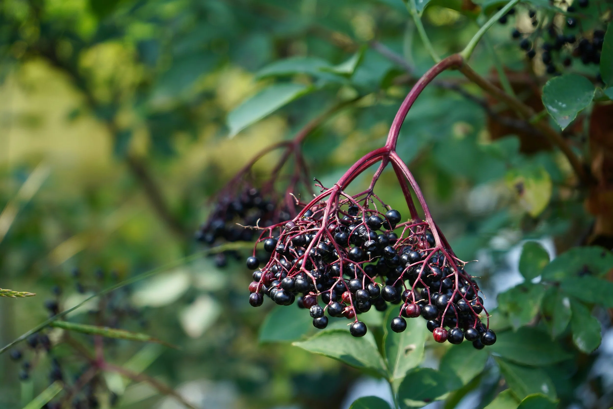 Elderberry Syrup
