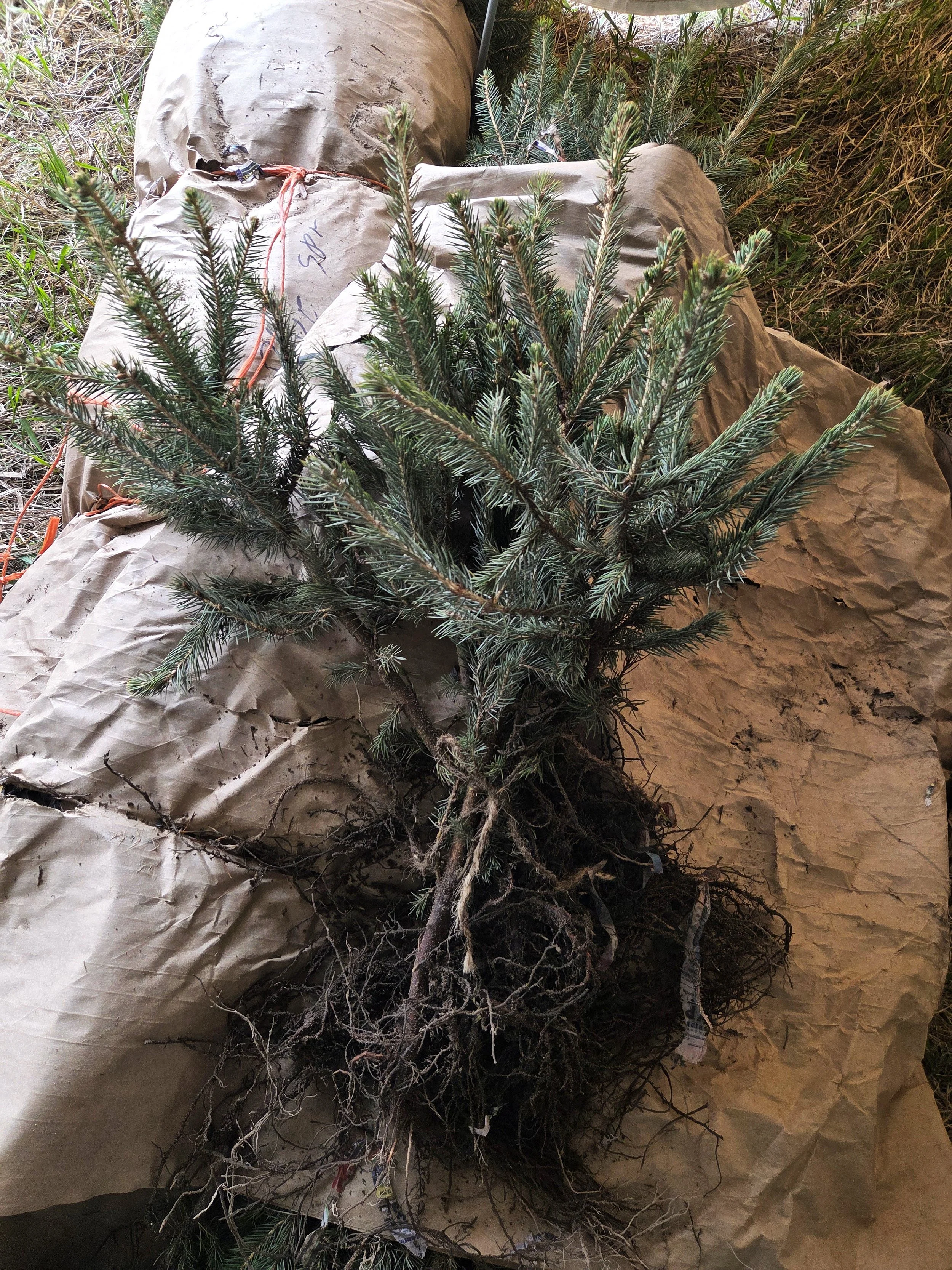 Picea_pungens_BlueSpruce_Transplant3.jpg