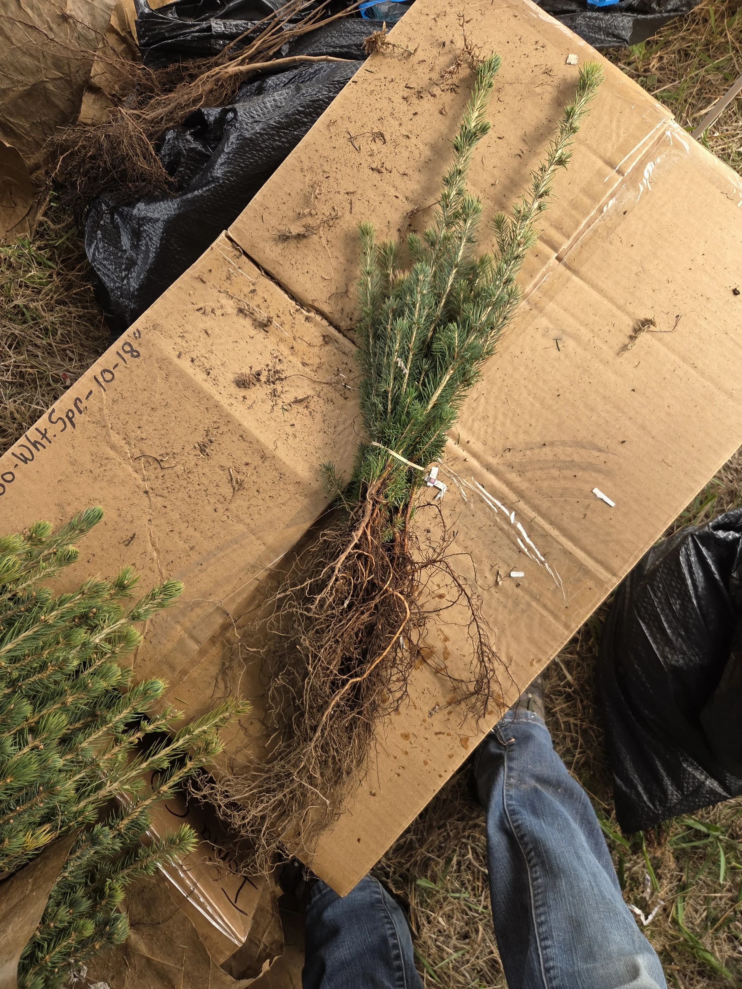Picea_glauca_WhiteSpruce_Seedling2.jpg