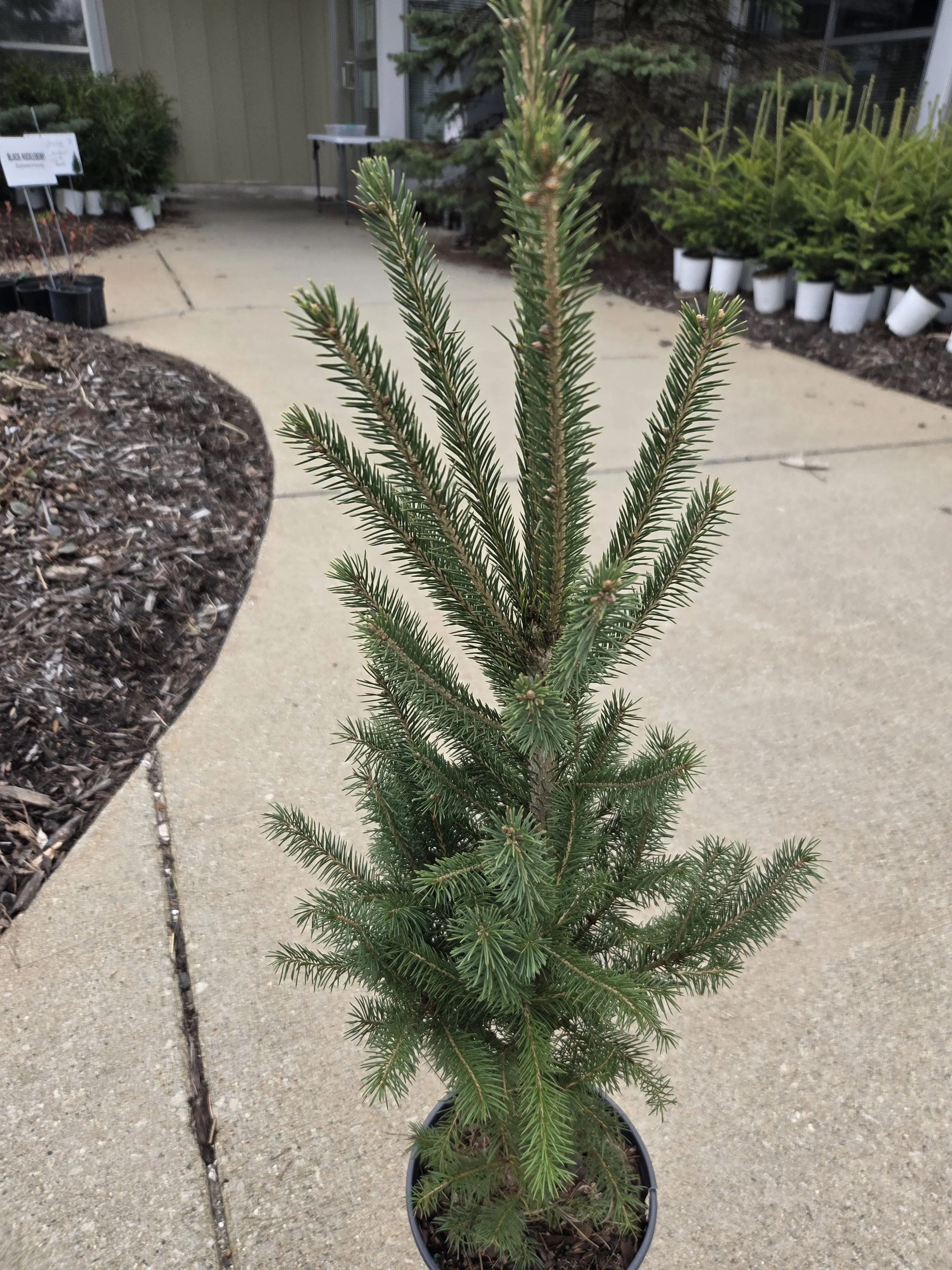 Picea_glauca_WhiteSpruce_Potted2.jpg
