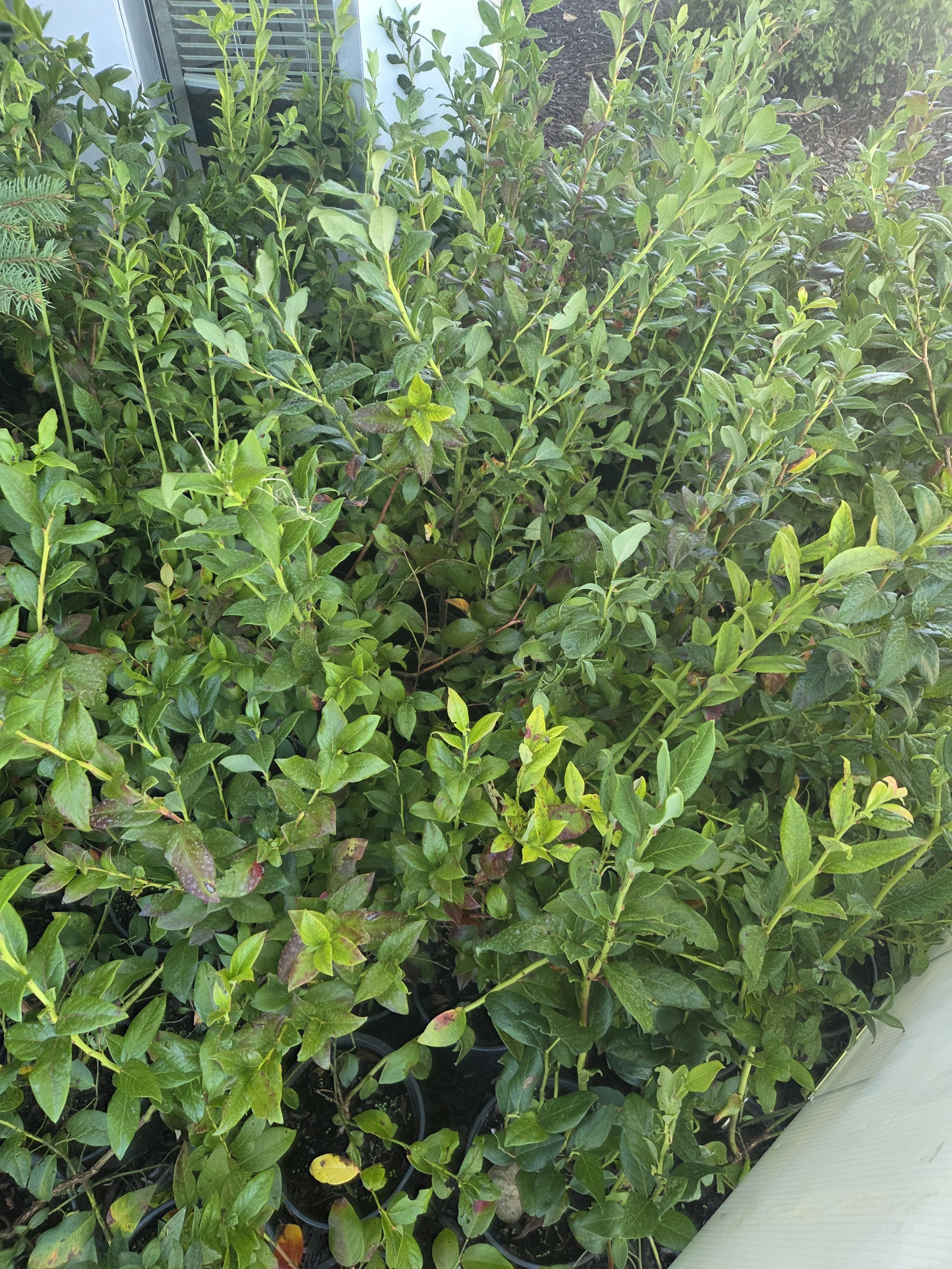 PottedBluecrop_Blueberry9.jpg