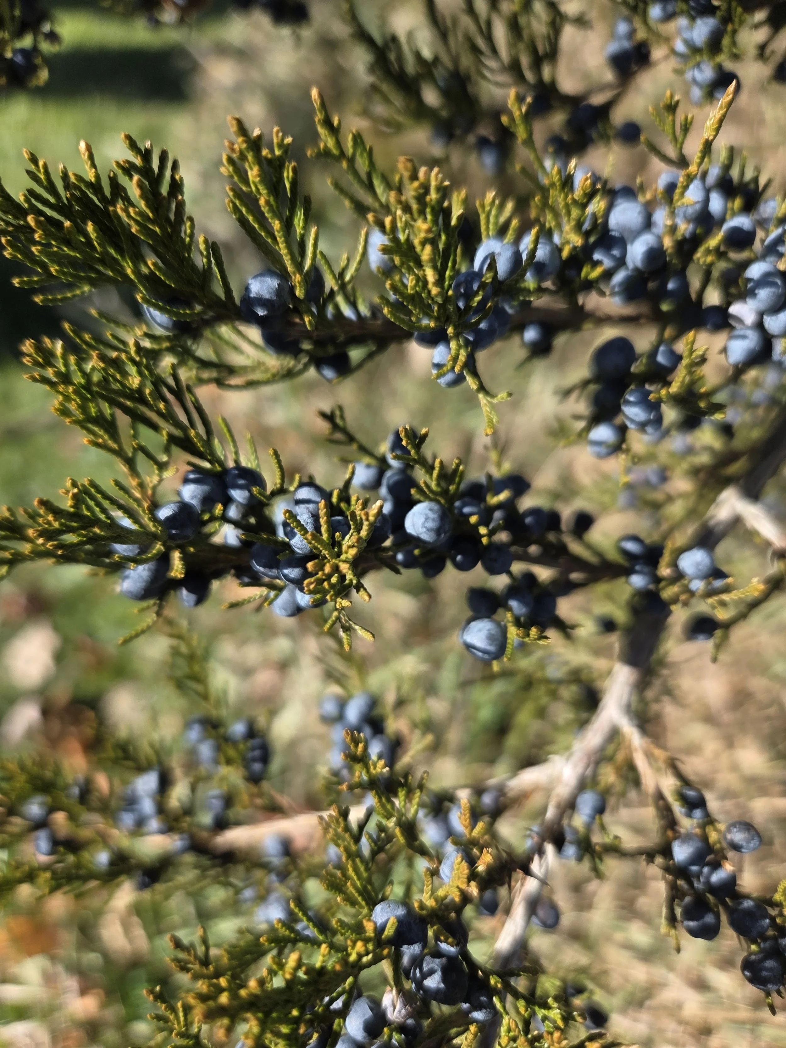 RedCedar_Juniperus virginiana_TTepin4.jpg