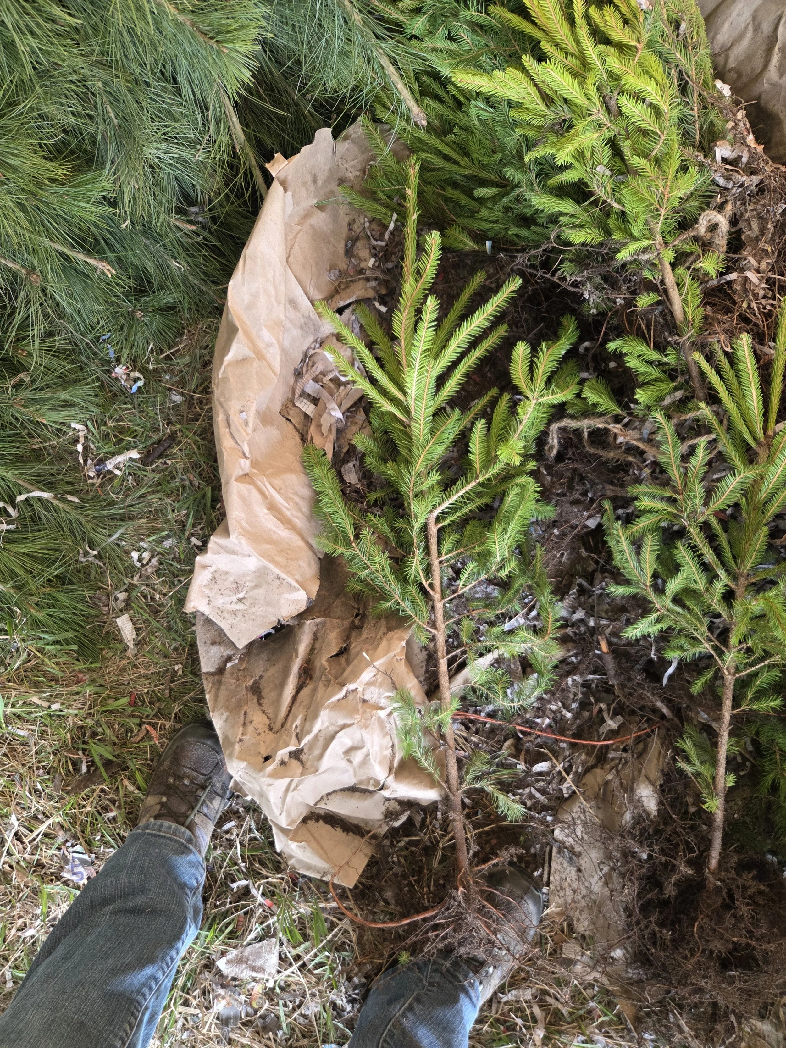 Picea_abies_NorwaySpruce_Transplant5.jpg