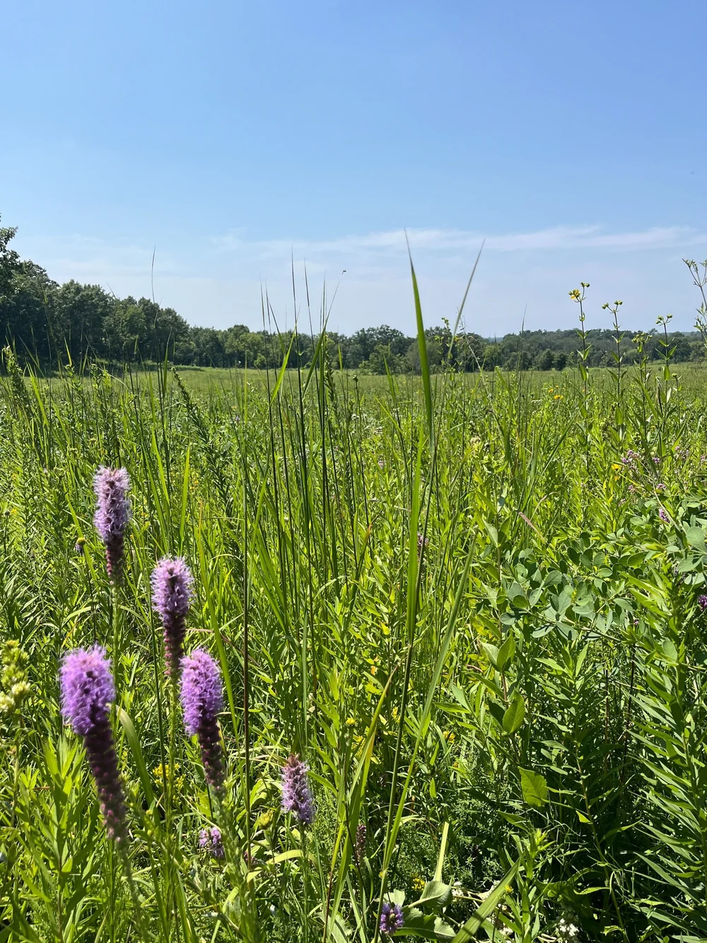 Midwest Wildflower Mix (5oz)  Ionia Conservation District