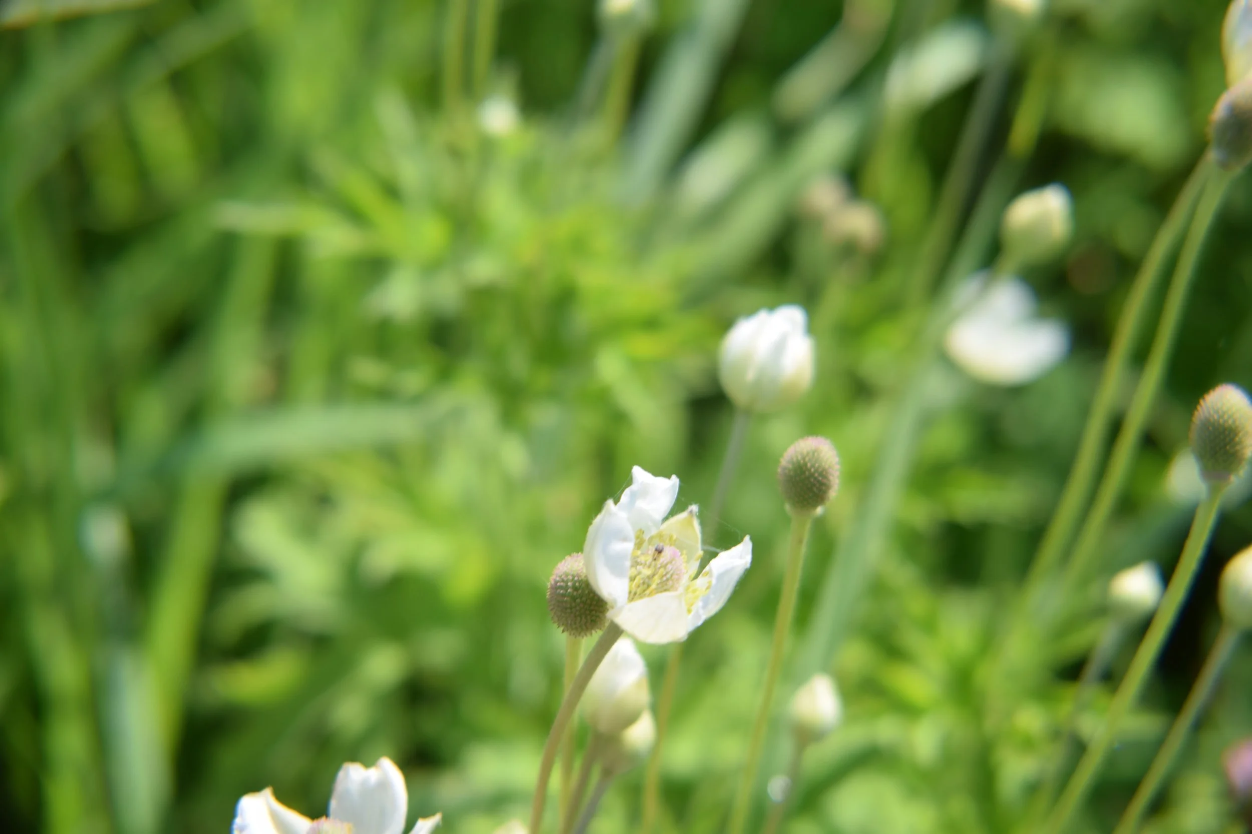 thimbleweed1.heise.JPG