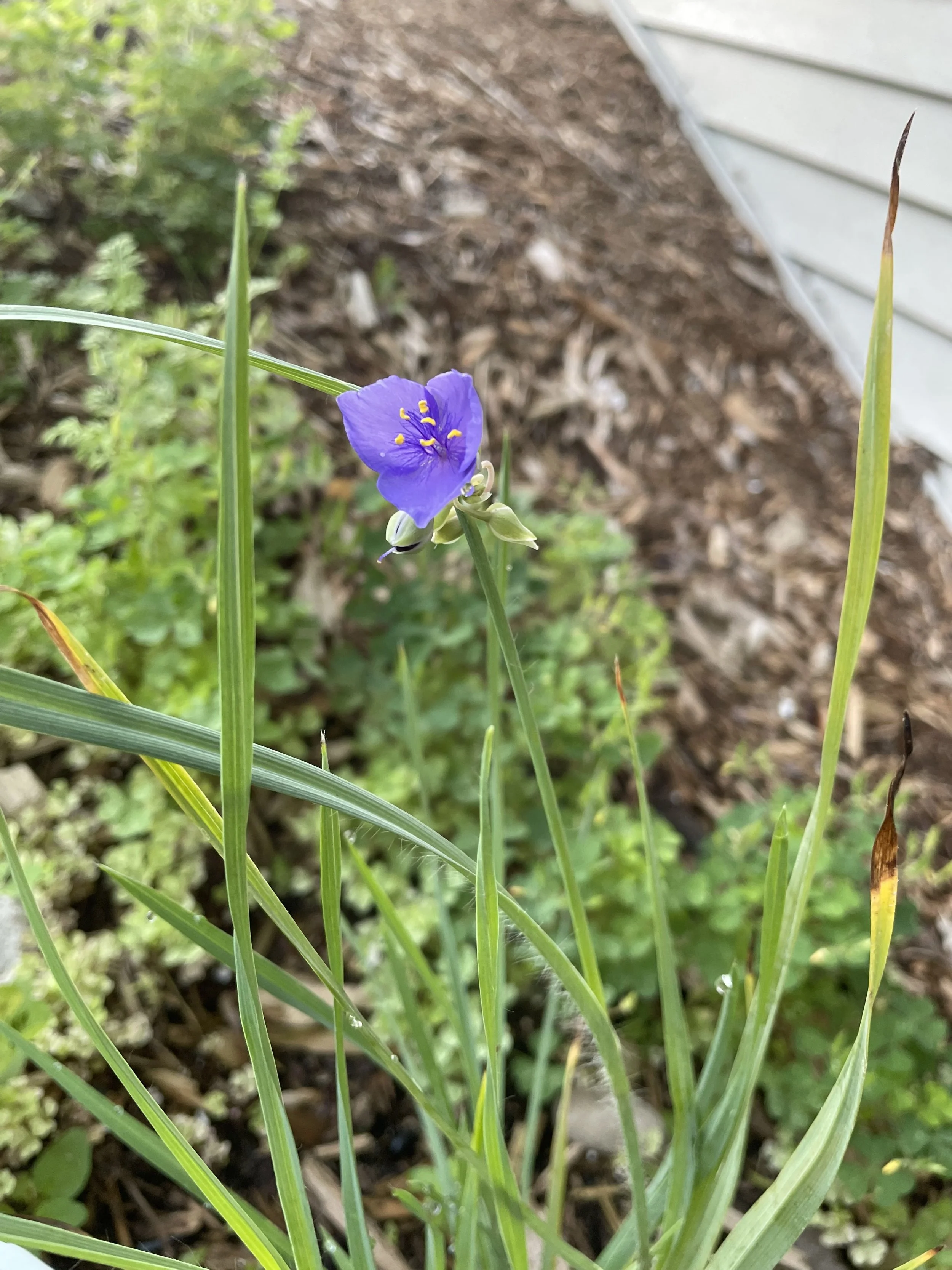 spiderwort2.garbarino.jpg