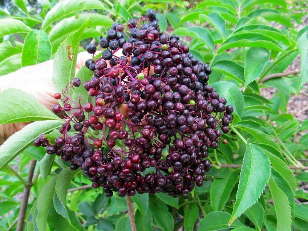 elderberry.jpg