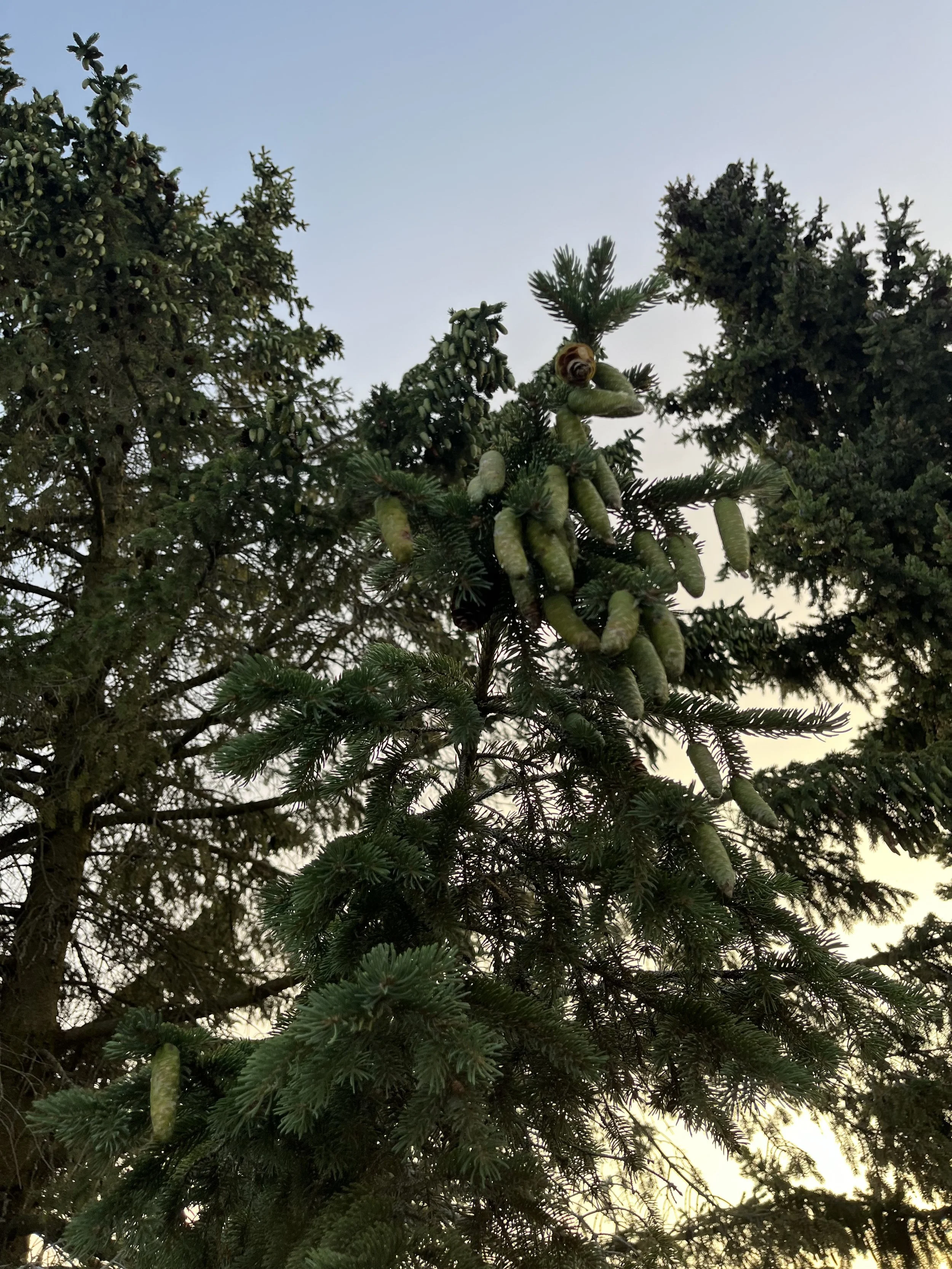 norwayspruce2.heise.jpg