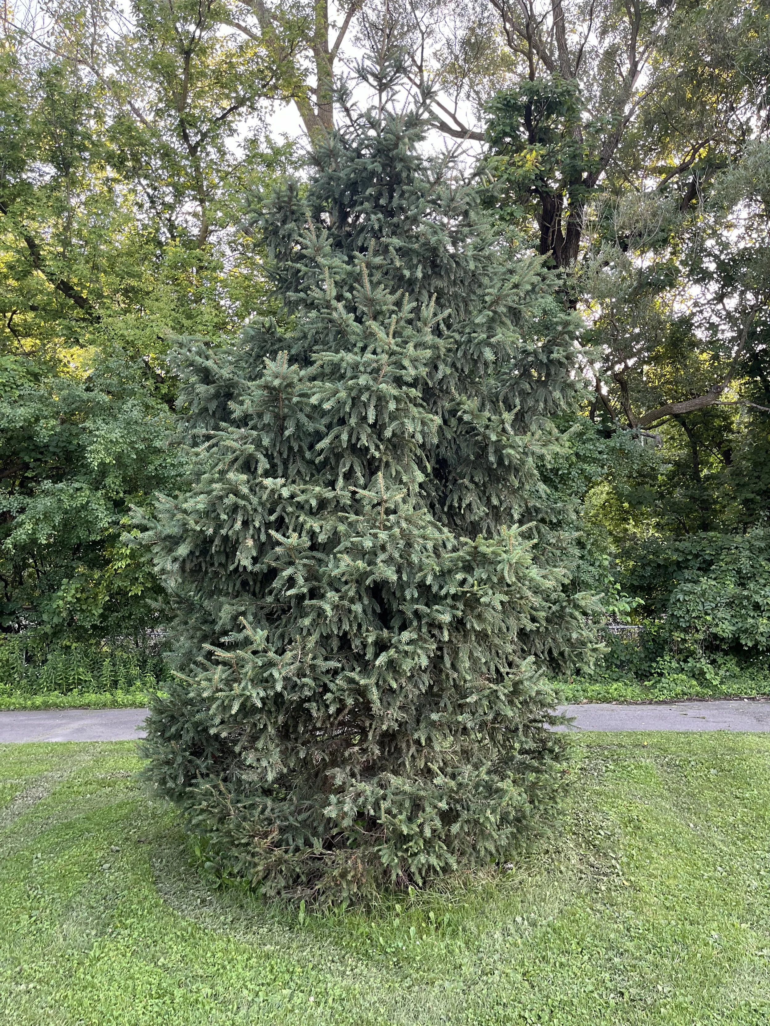 norwayspruce3.heise.jpg