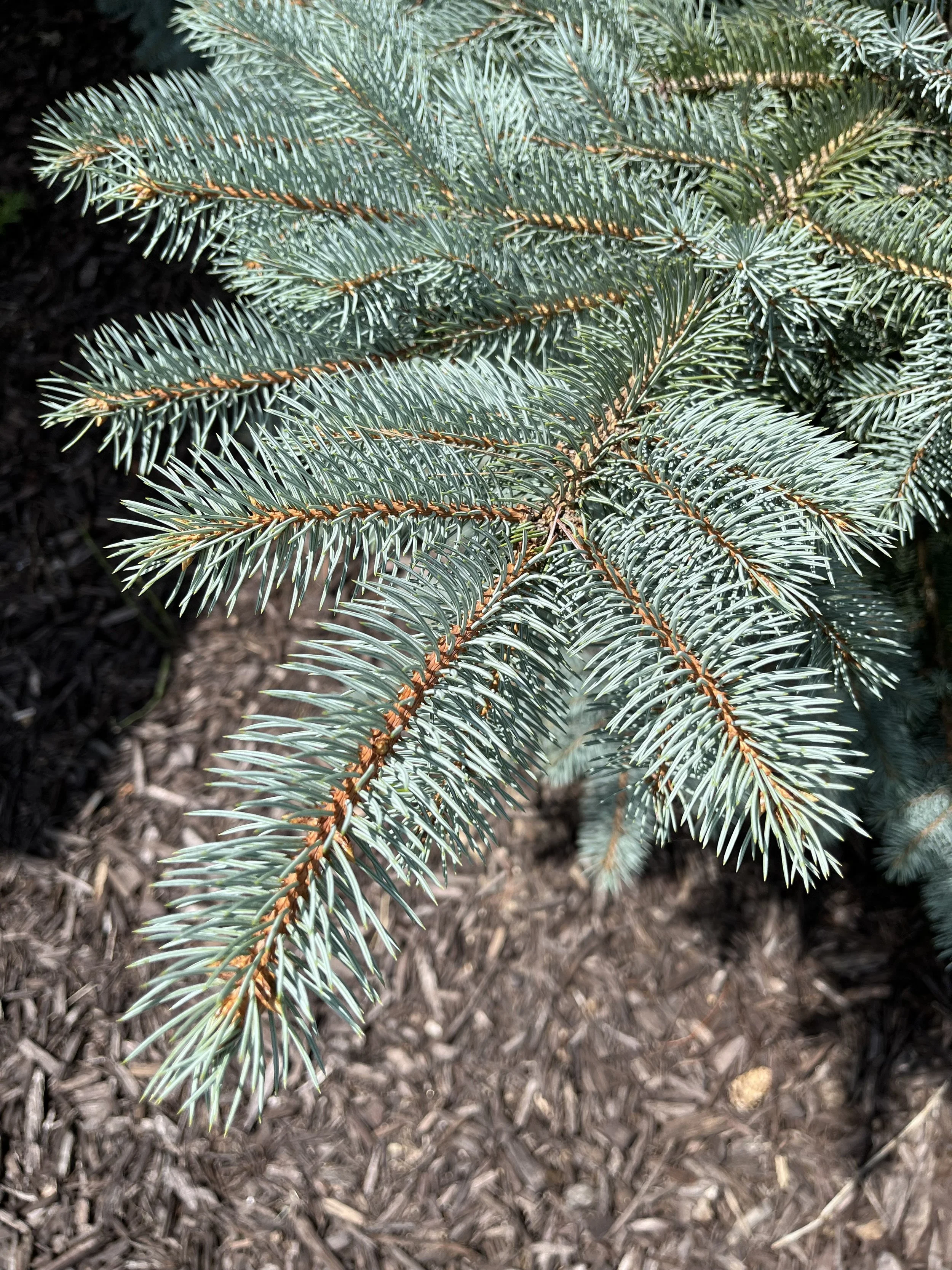bluespruce1.heise.jpg
