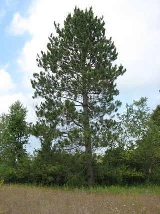 Red-Pine1.jpg