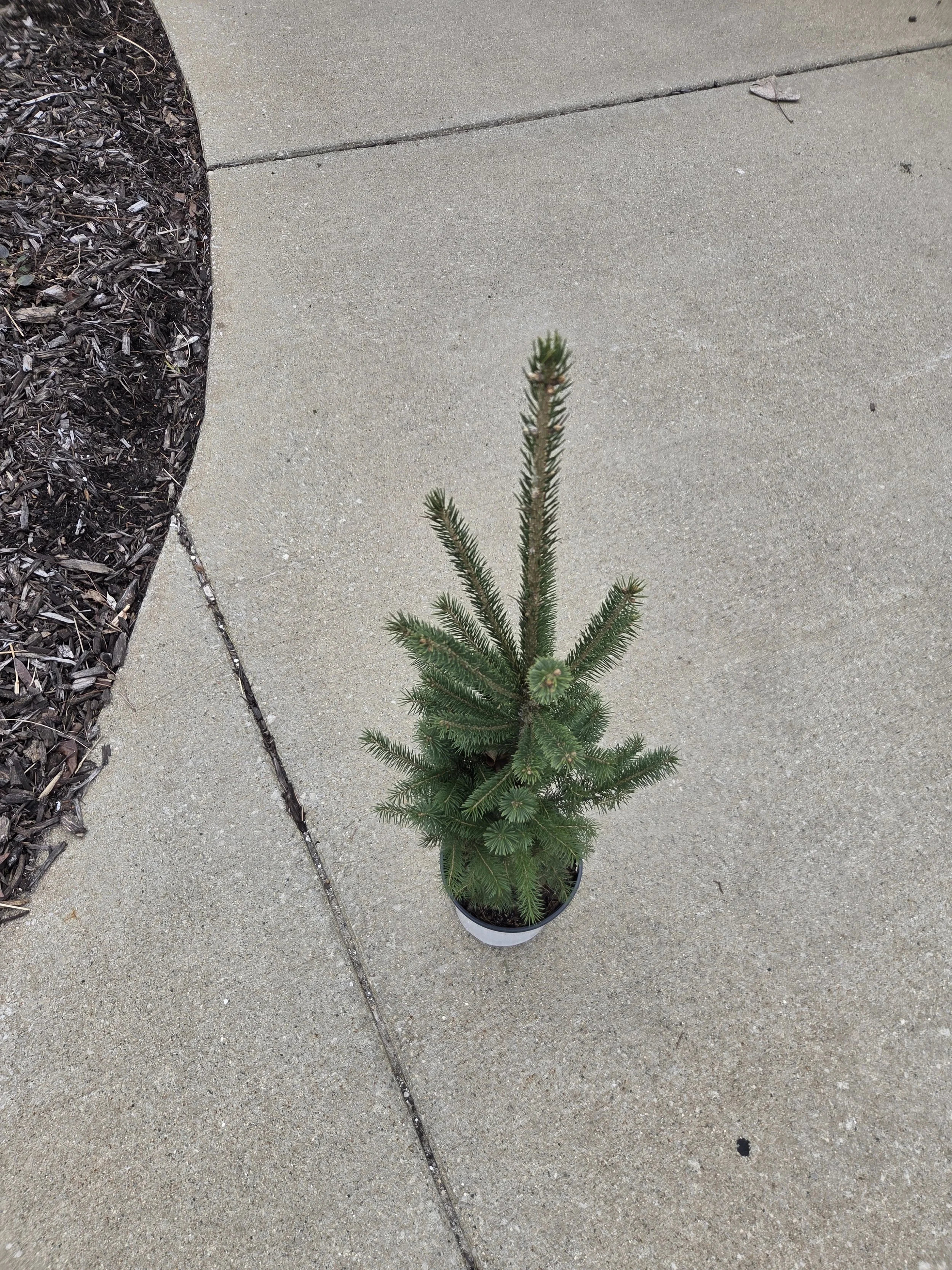 Picea_glauca_WhiteSpruce_Potted1.jpg