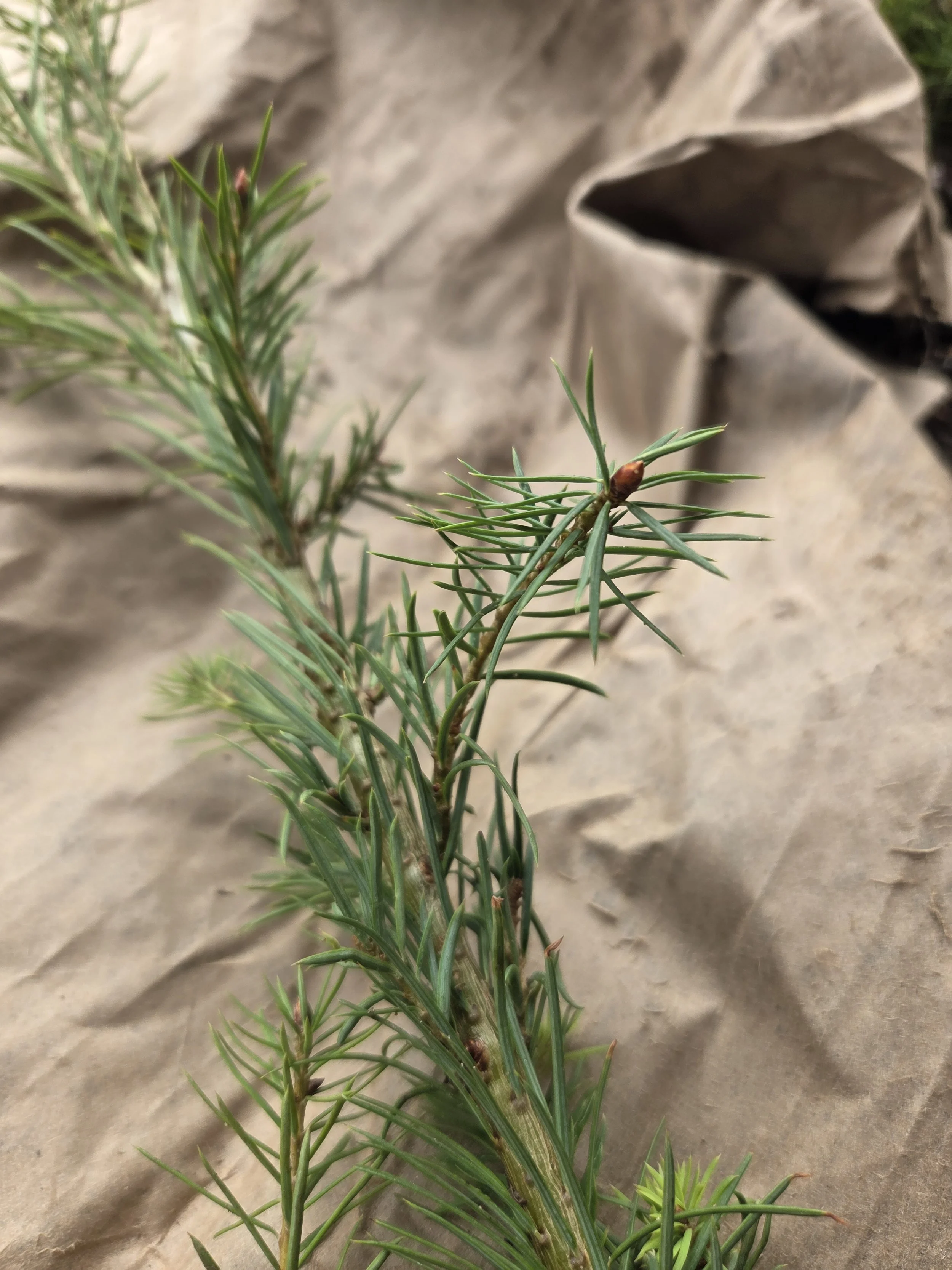 Pseudotsuga_menziesii_DouglasFir_Seedling4.jpg