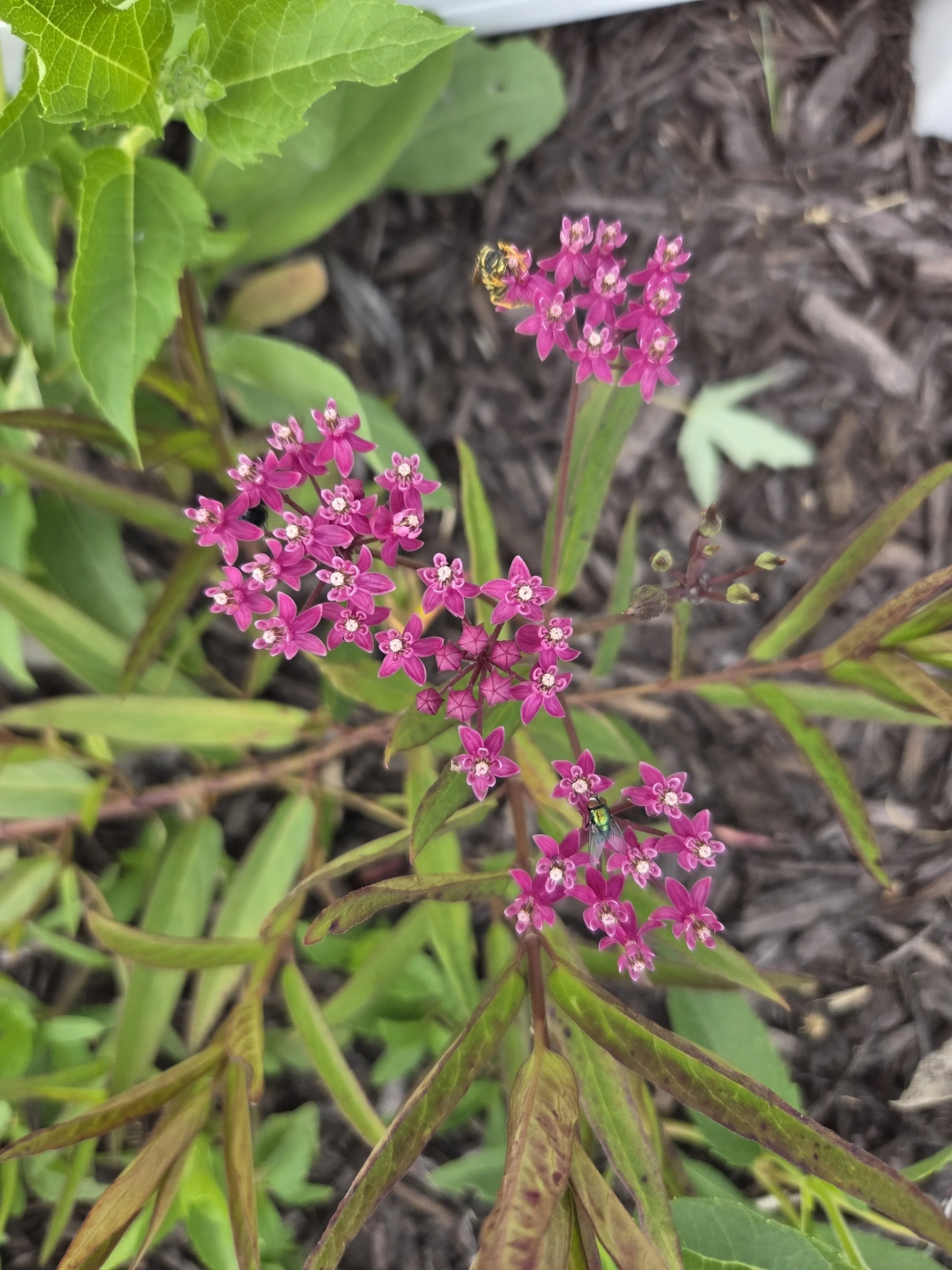 Asclepias_incarnata_Muir.jpg