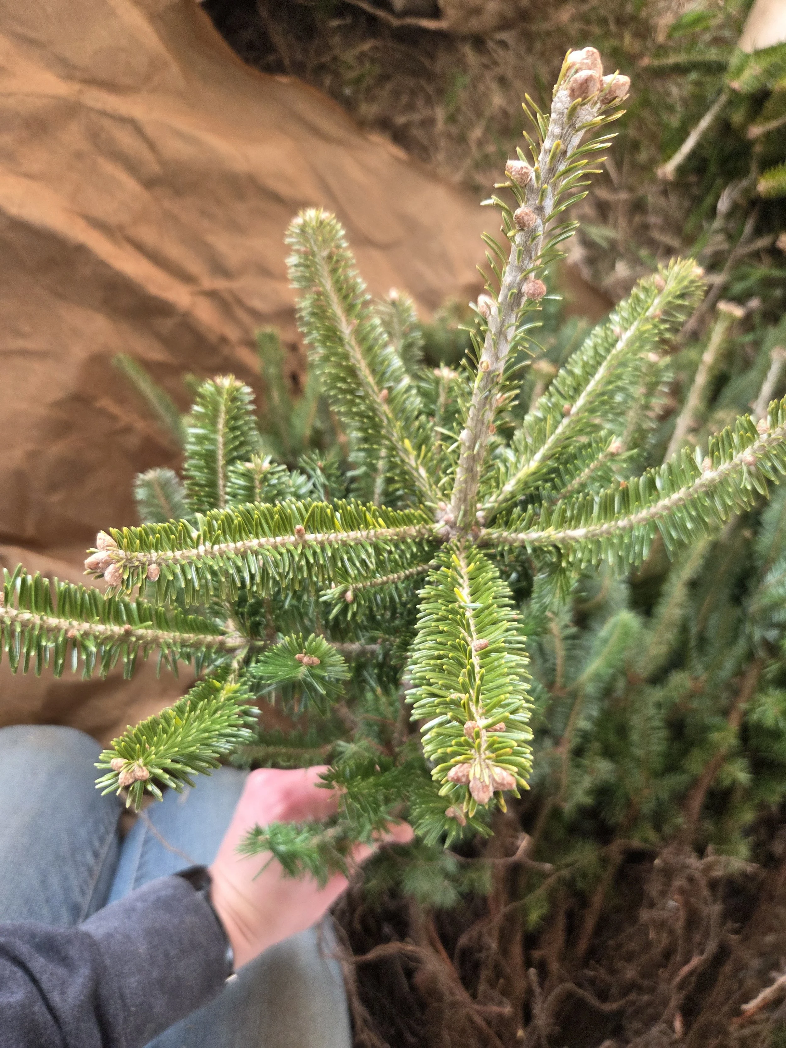 Abies_fraseri_FraserFir_Transplant4.jpg