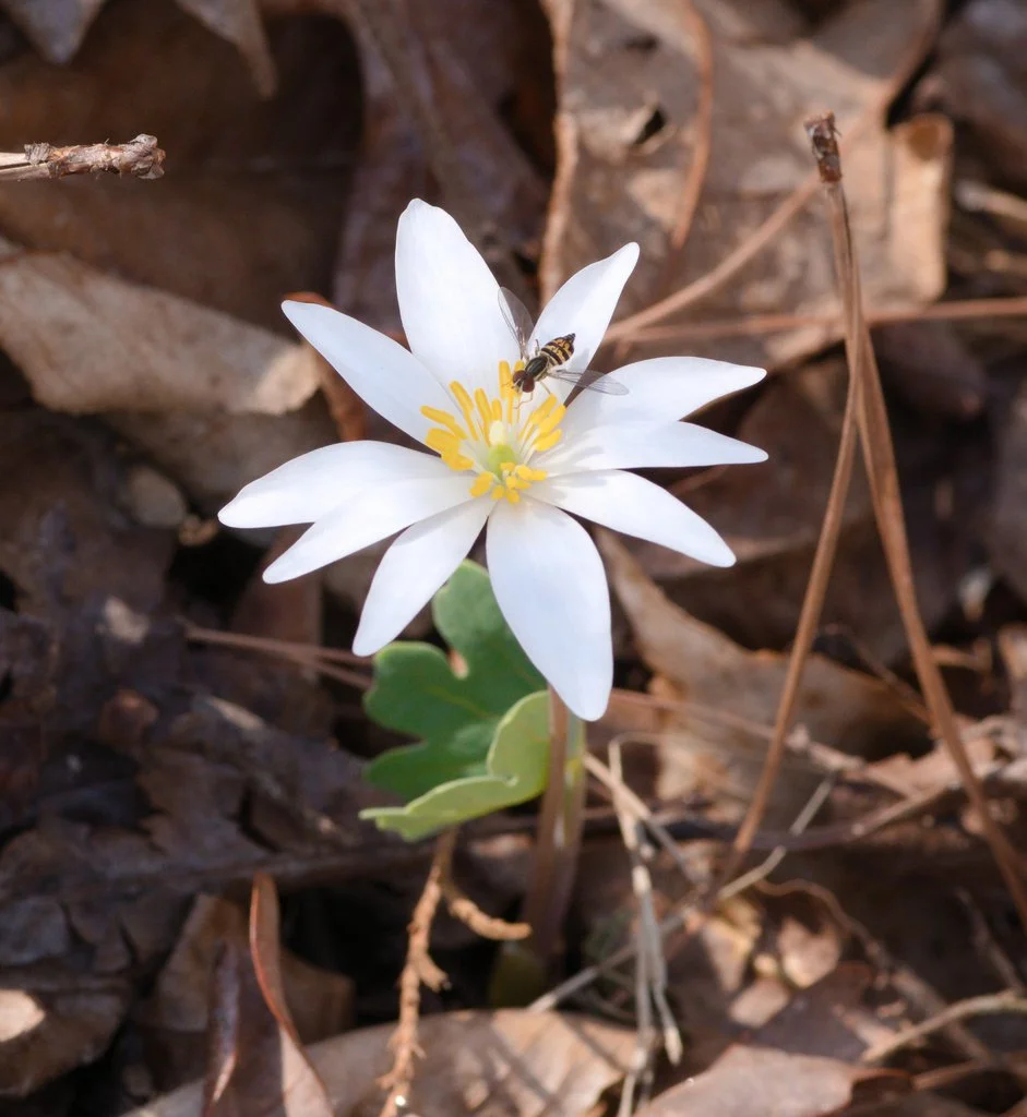 Bloodroot