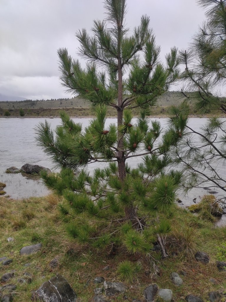 PinusNigra_AustrianPine.jpeg