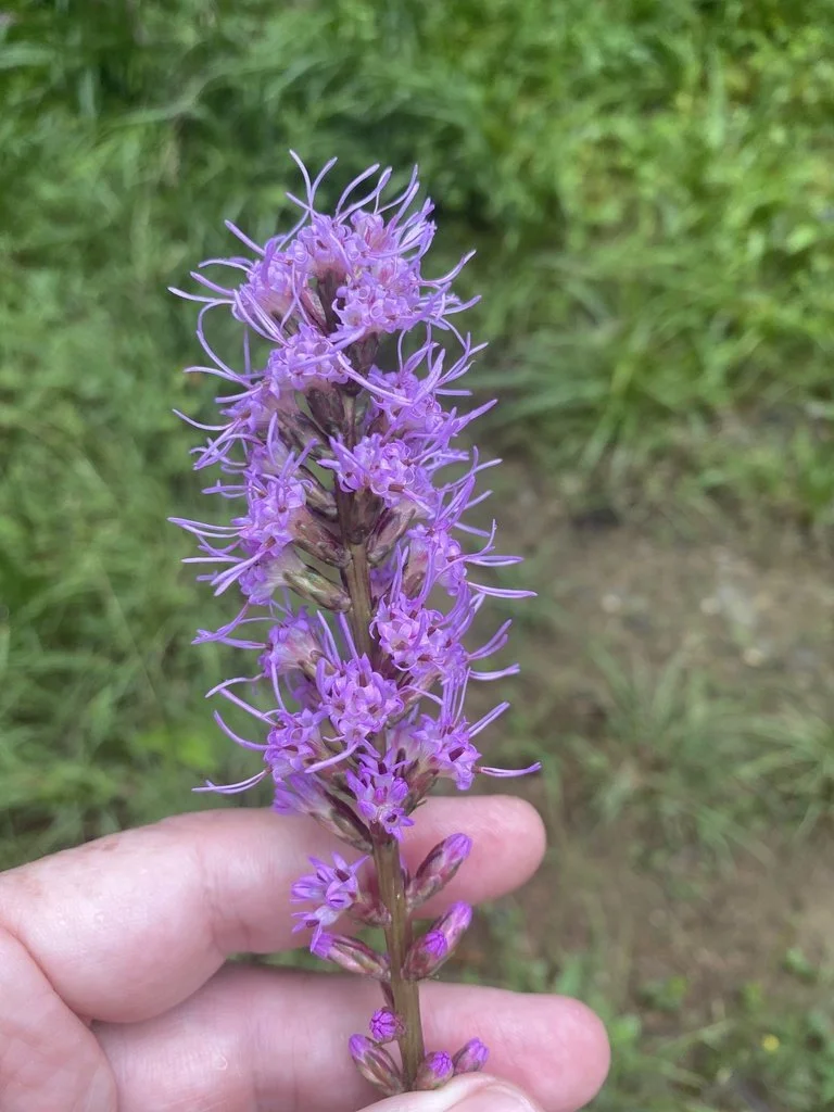 Marsh Blazing Star