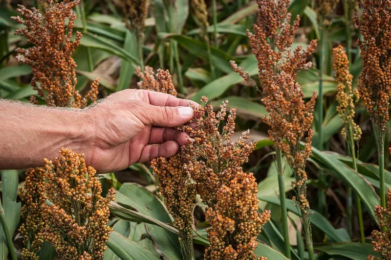 Sorghum Seed (5lb)