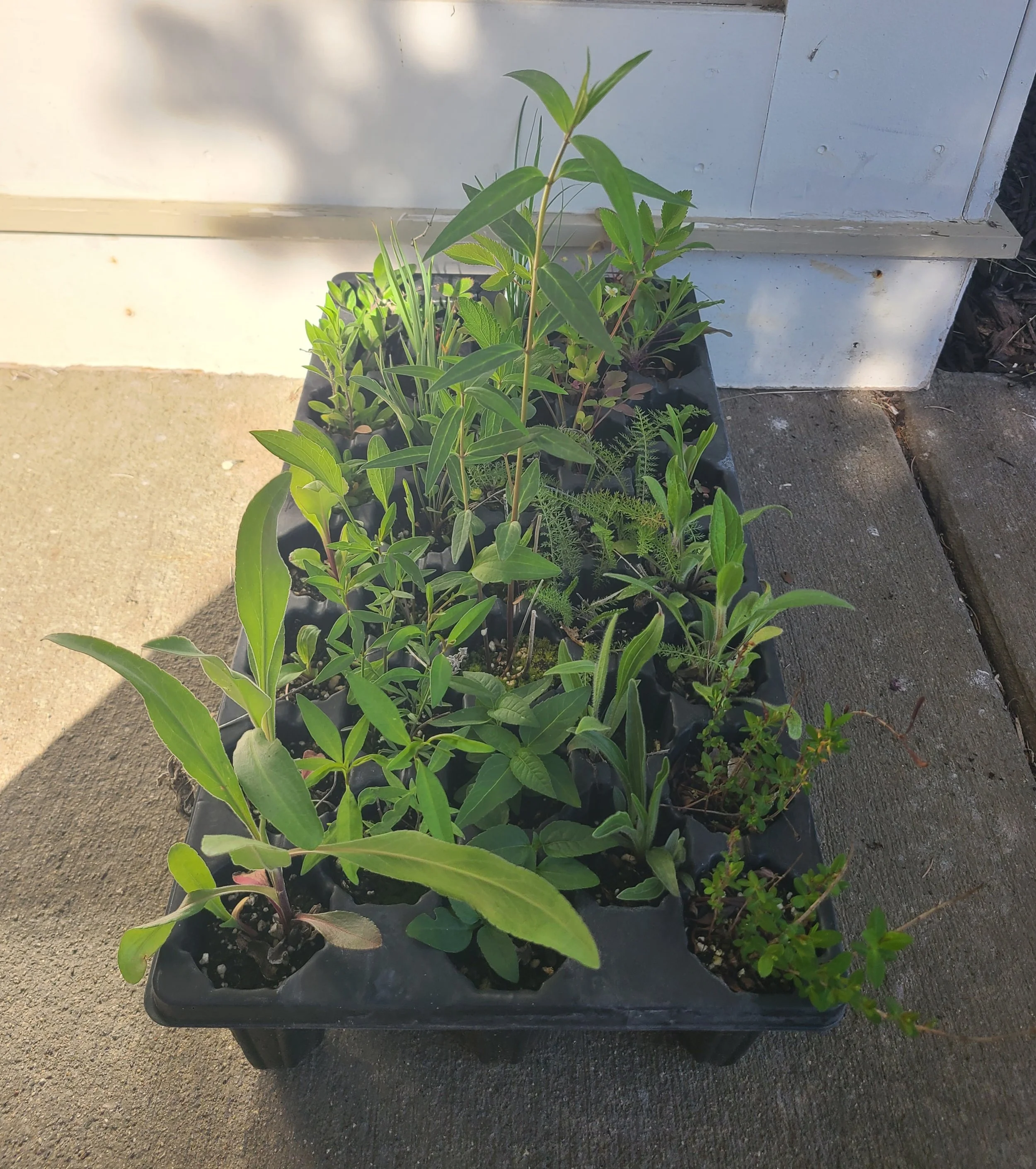 Waters Edge Garden Kit